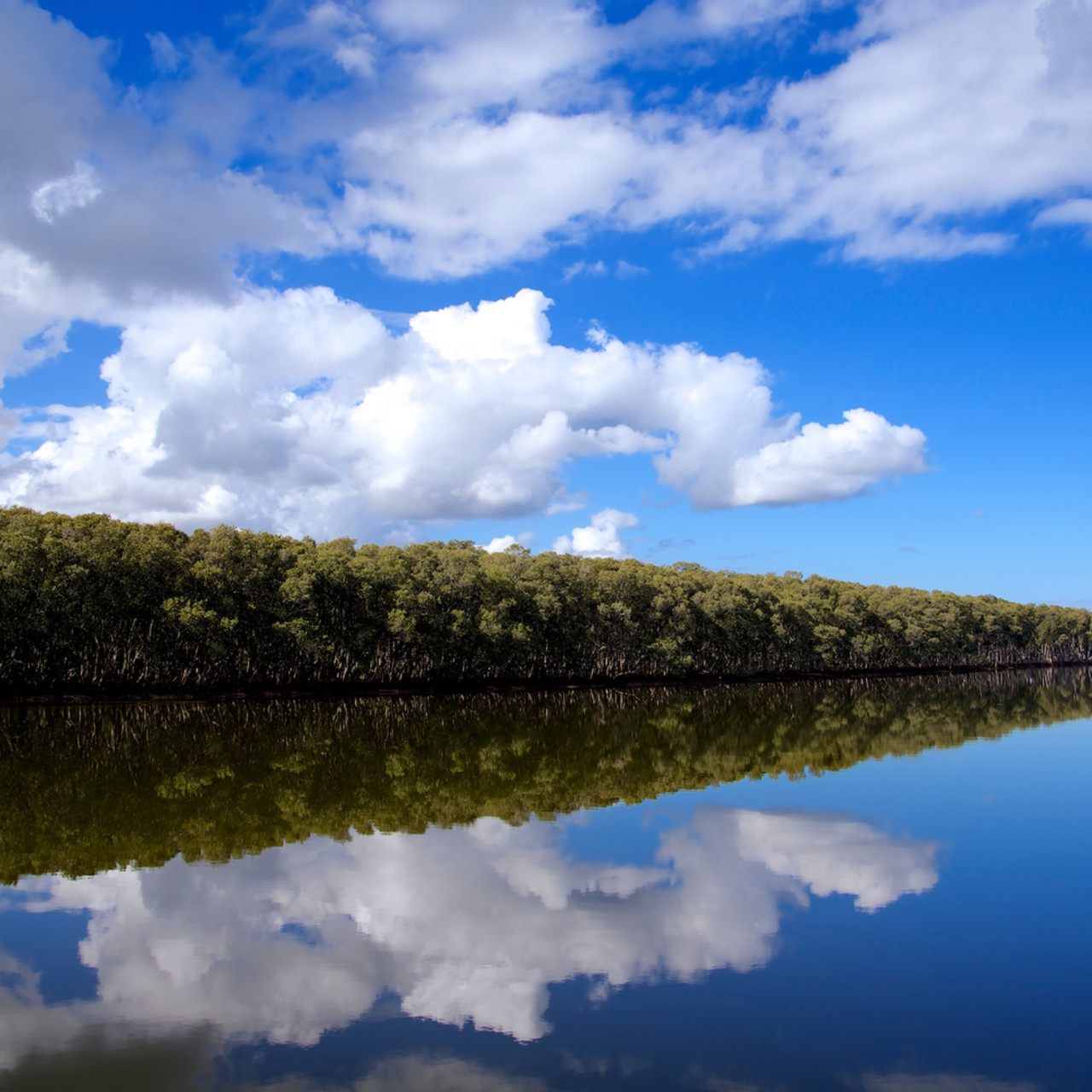 Ash Island Newcastle NSW Australia Reflection