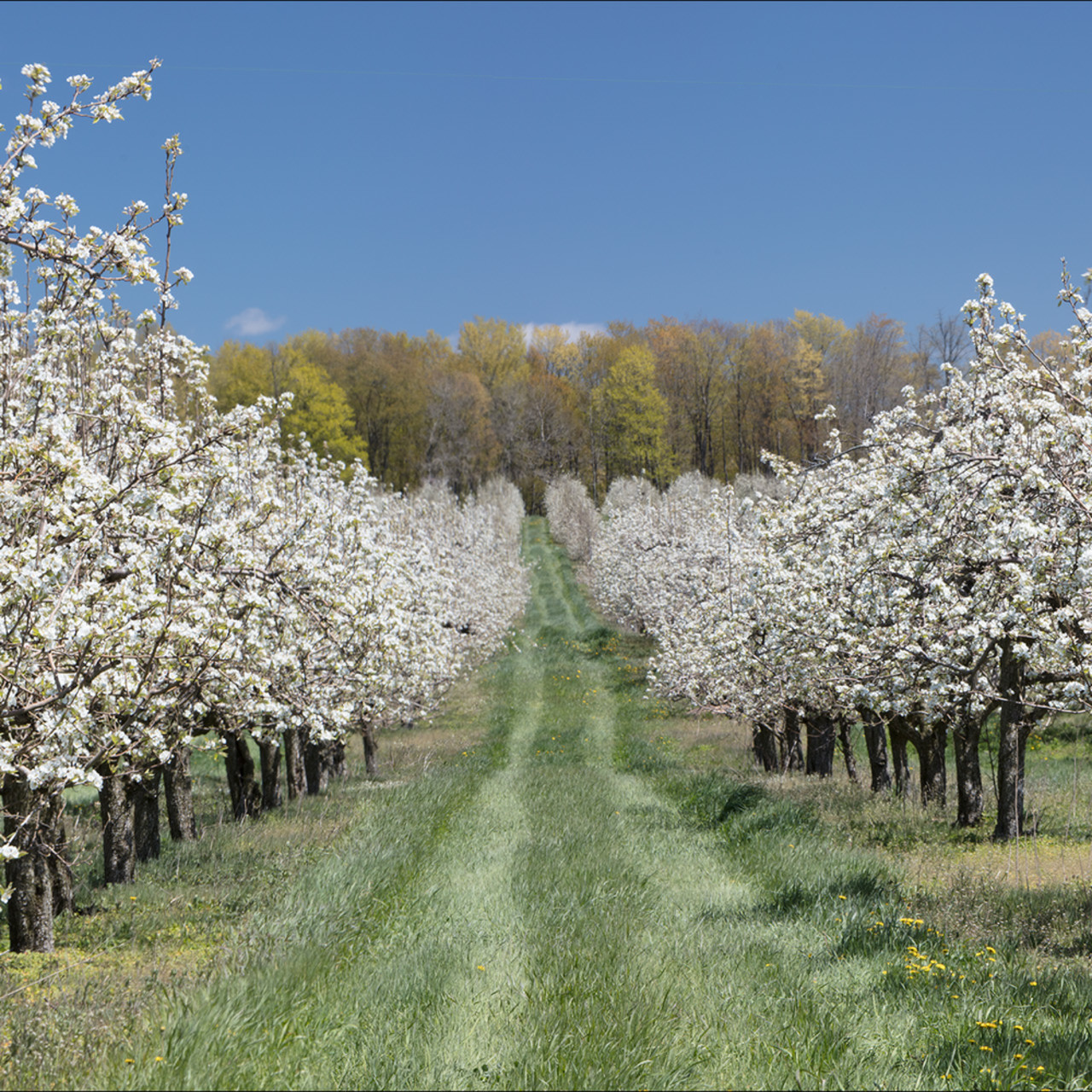 Apple Orchard in Bloom