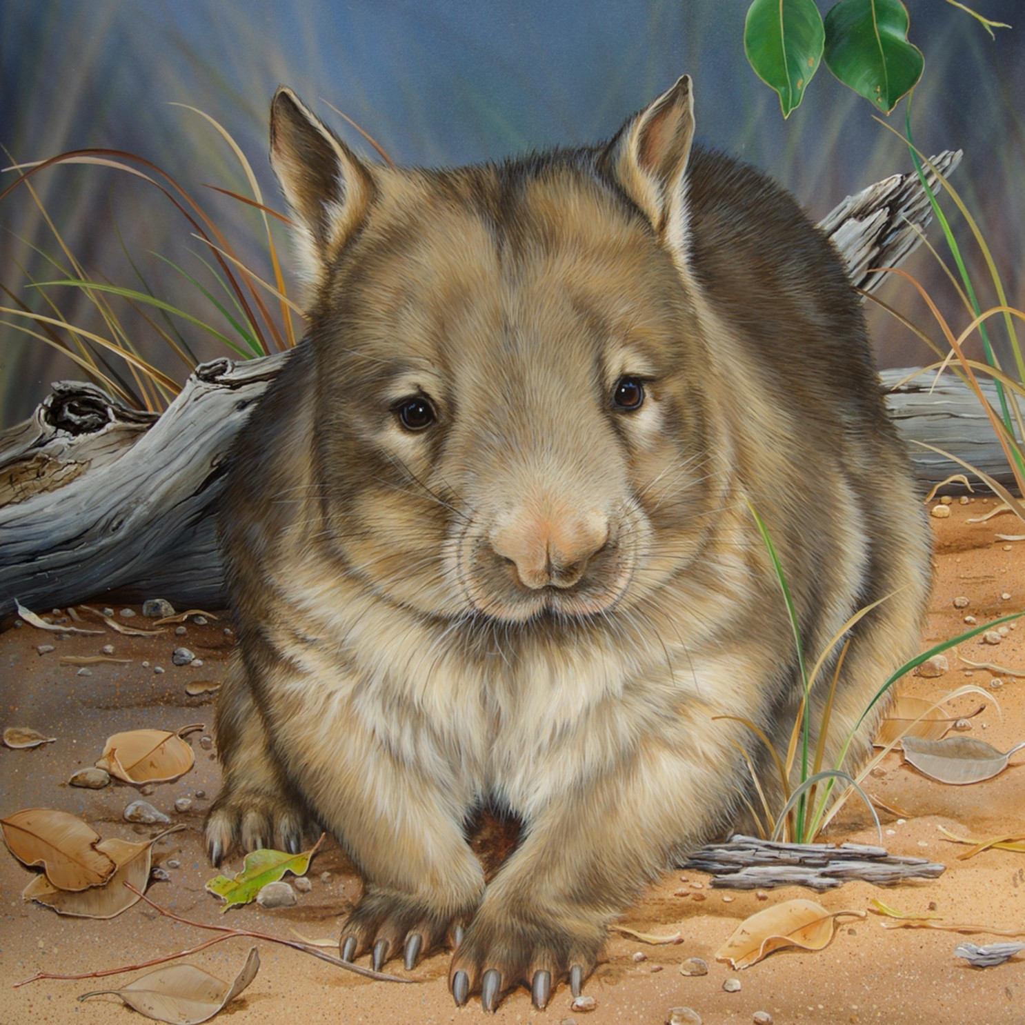 Moon Light Stroll Northern Hairy Nosed Wombat Natalie Jane Parker Australian Native Fauna Currently, one of the main threats to their survival is the spread of rabbits throughout australia.