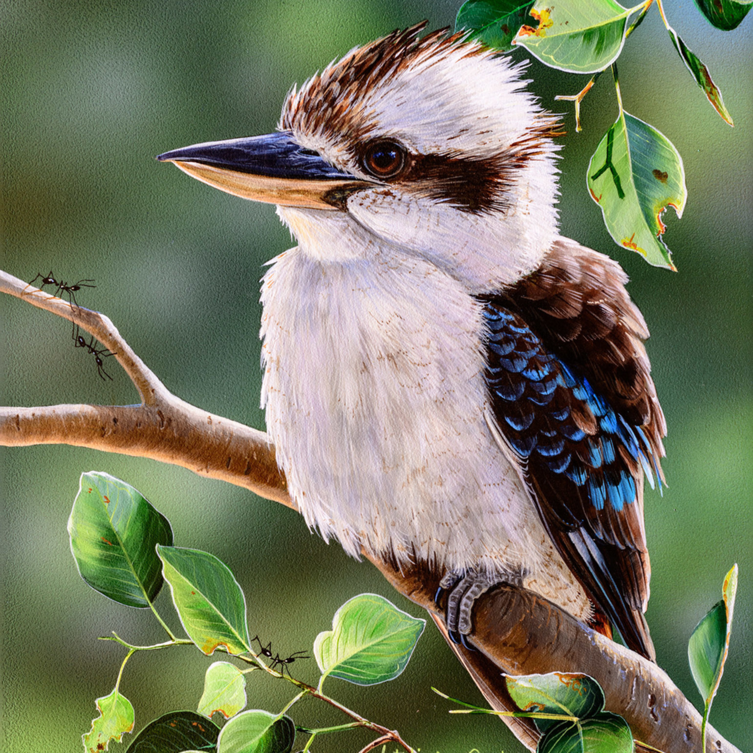 Out on a Limb - Laughing Kookaburra | Natalie Jane Parker | Australian ...