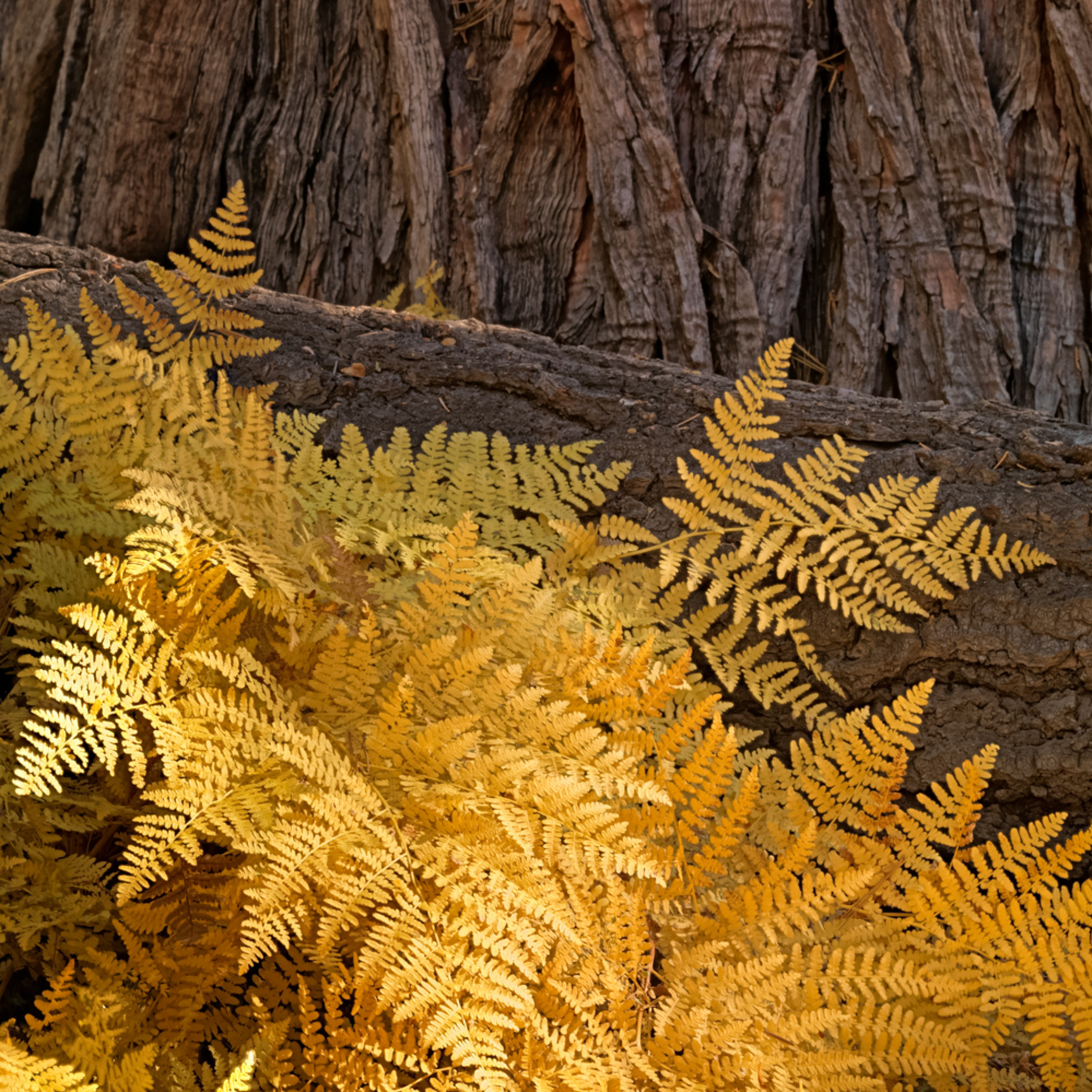 Golden Ferns