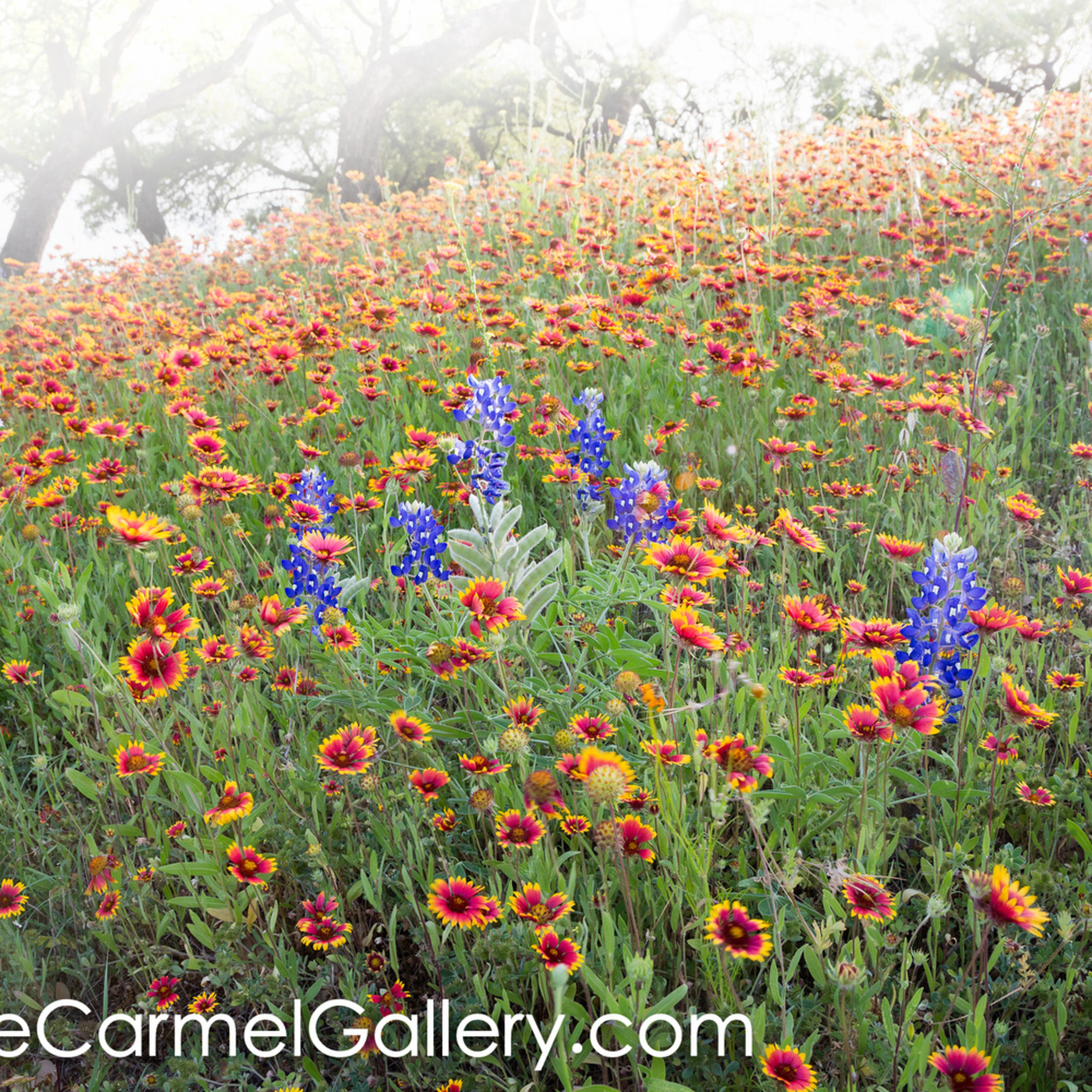 Morning Mist Indian Blanket 1,330 likes · 22 talking about this. carmel gallery