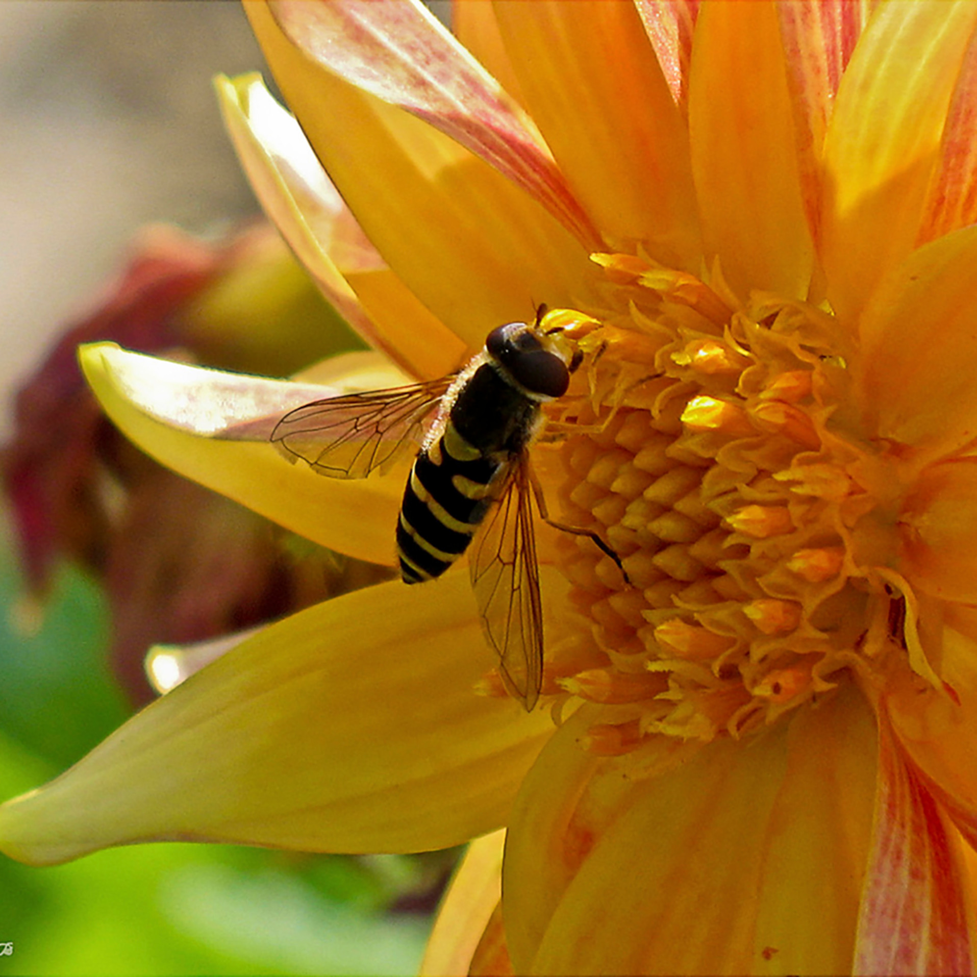 A Bee Tasting the Sweet Nectar of a Flower, by Terry Rosiak