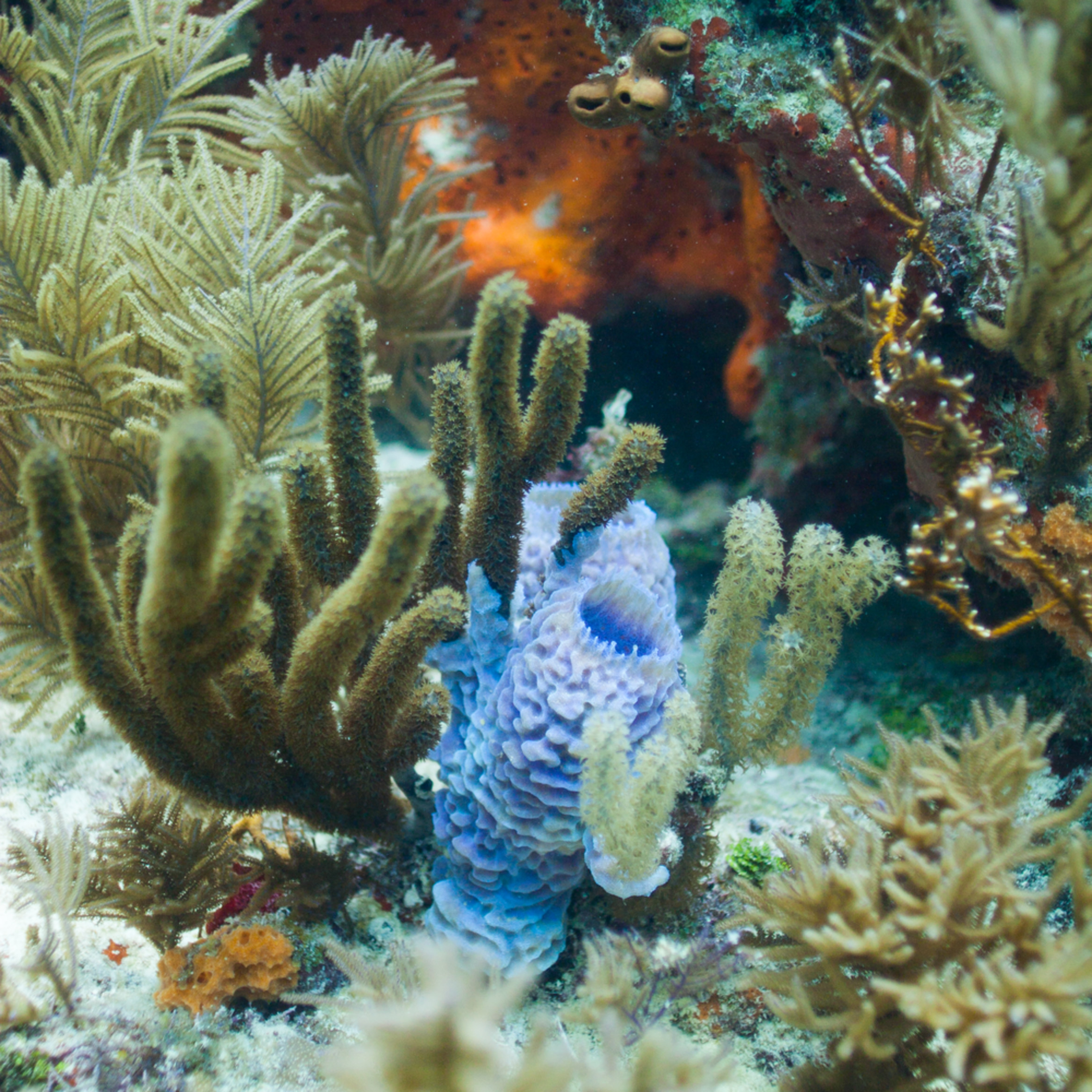 Glowing Blue Sponge Photography Art Keith Roberts Underwater Photography