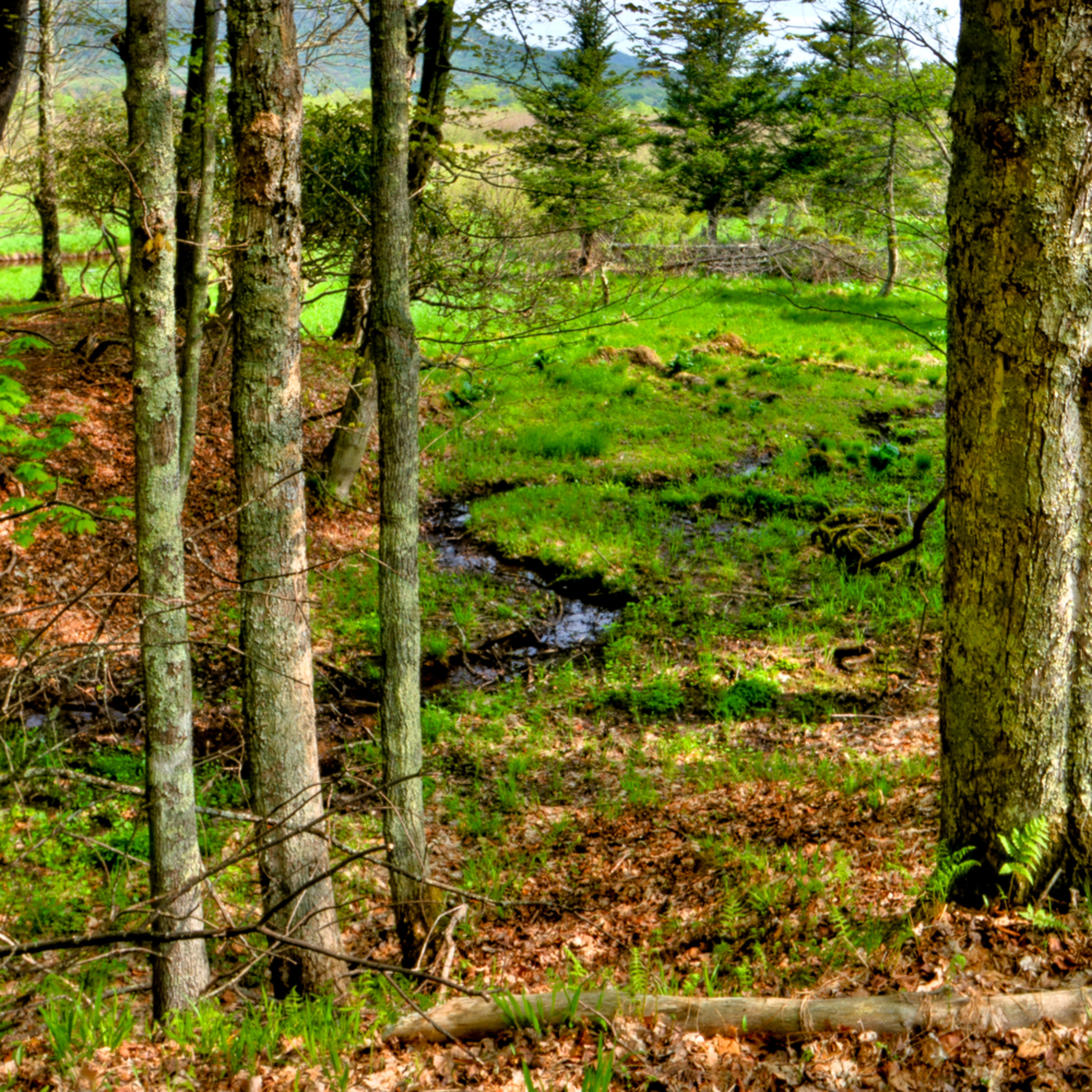 Wallpaper Fine Art Photograph Of Canaan Valley Forest By Michael Pucciarelli For Android Free