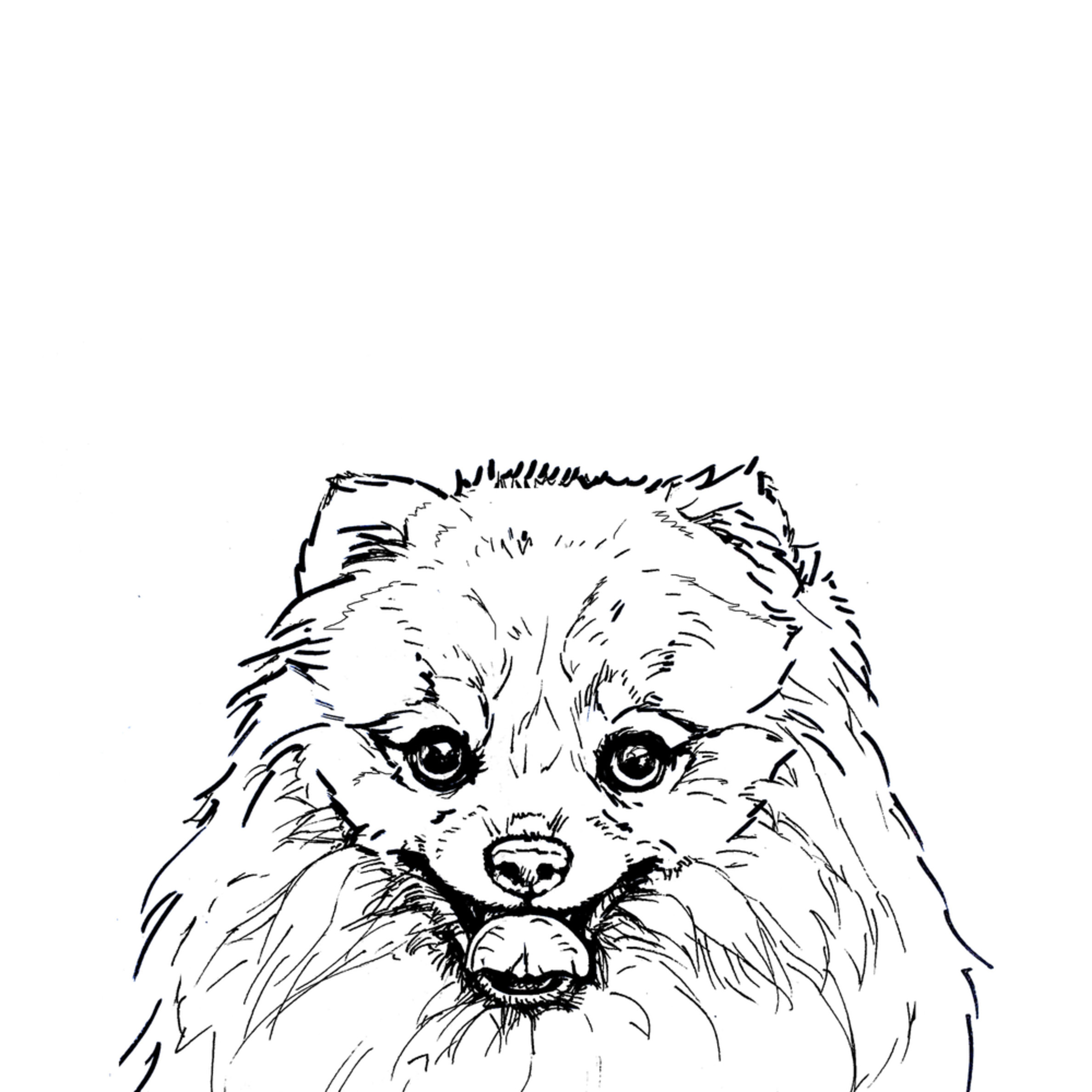 Pomeranian Dog Line Drawing Art In Black And White