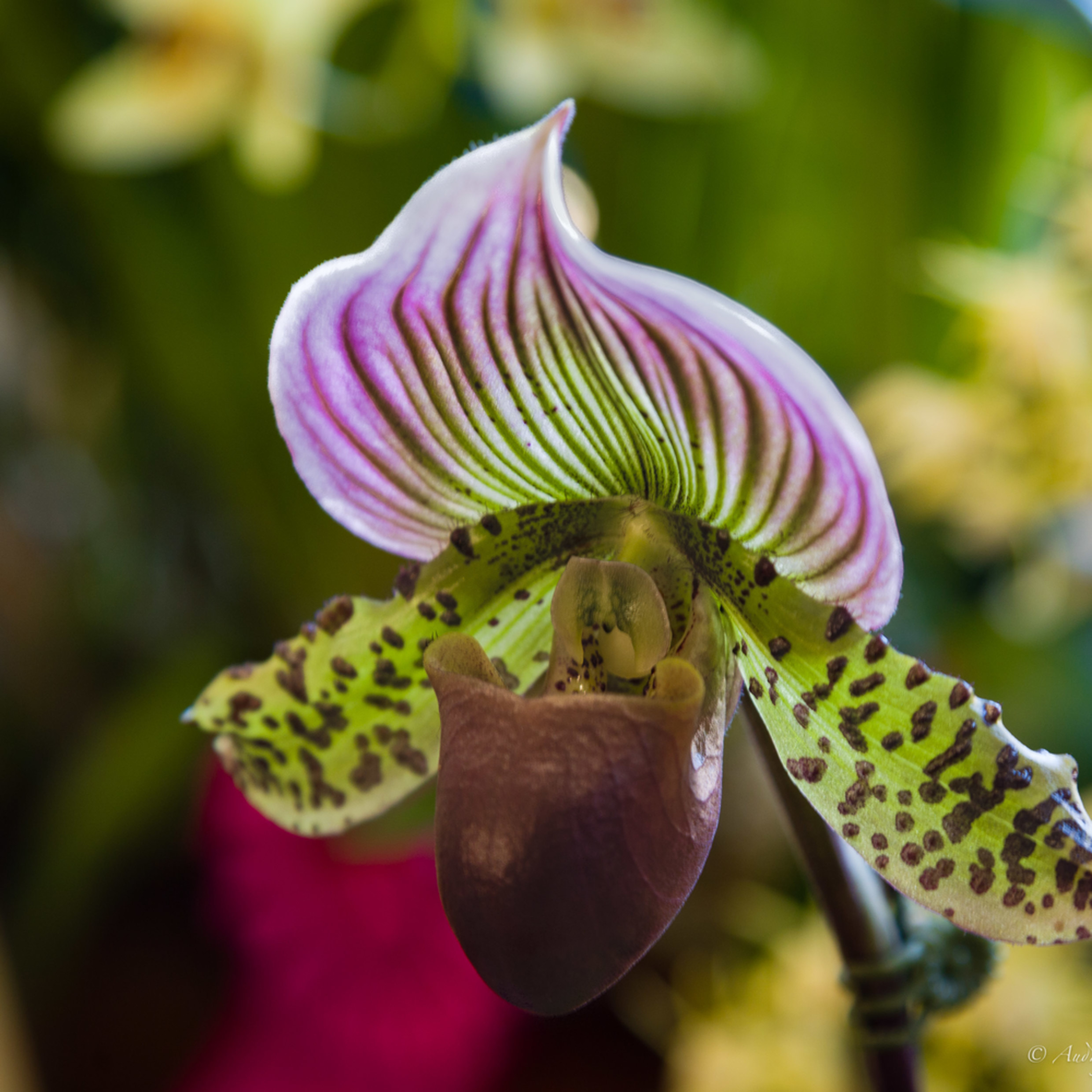 Slipper Orchid Fine Art Photograph