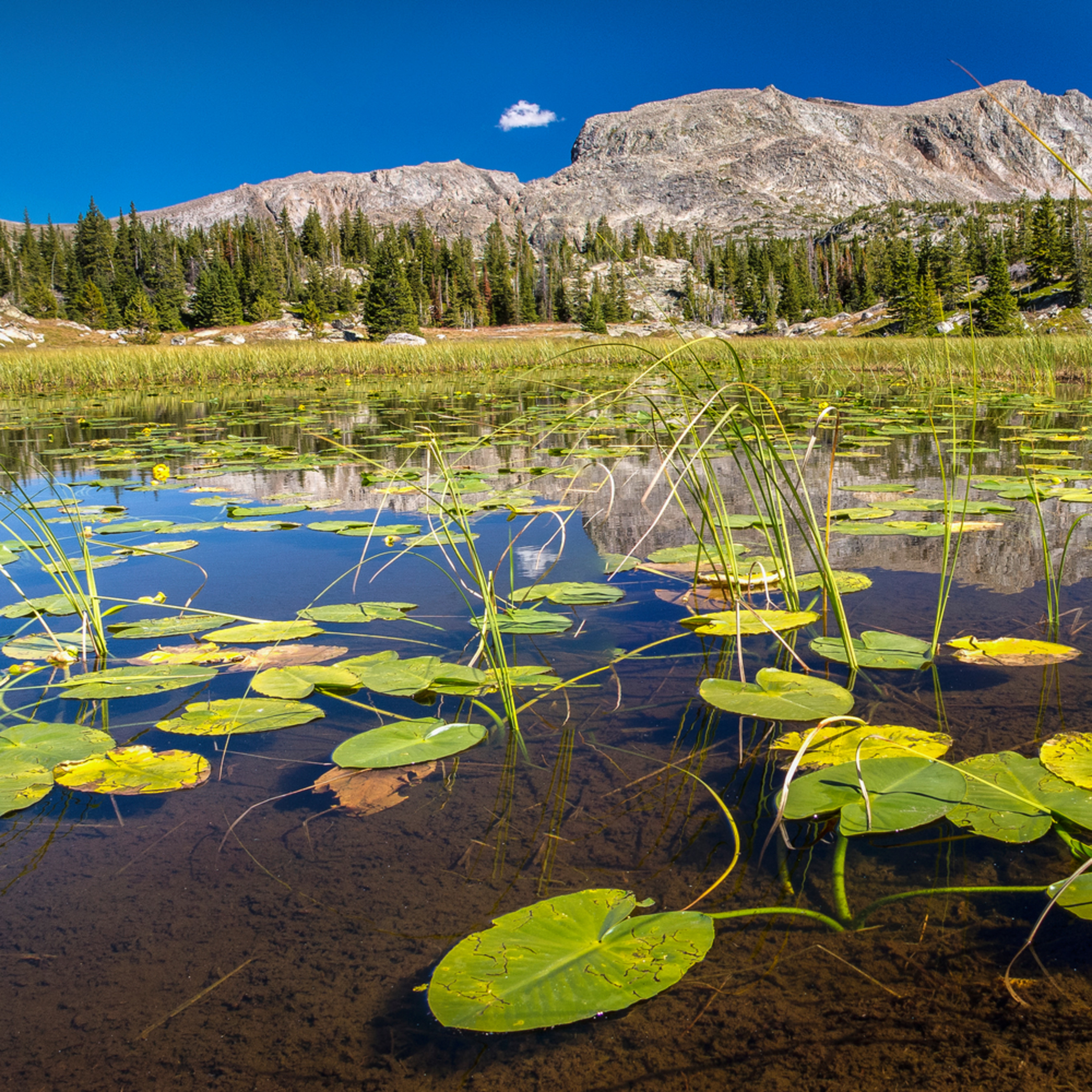 Lily Pads near Cliff Lake