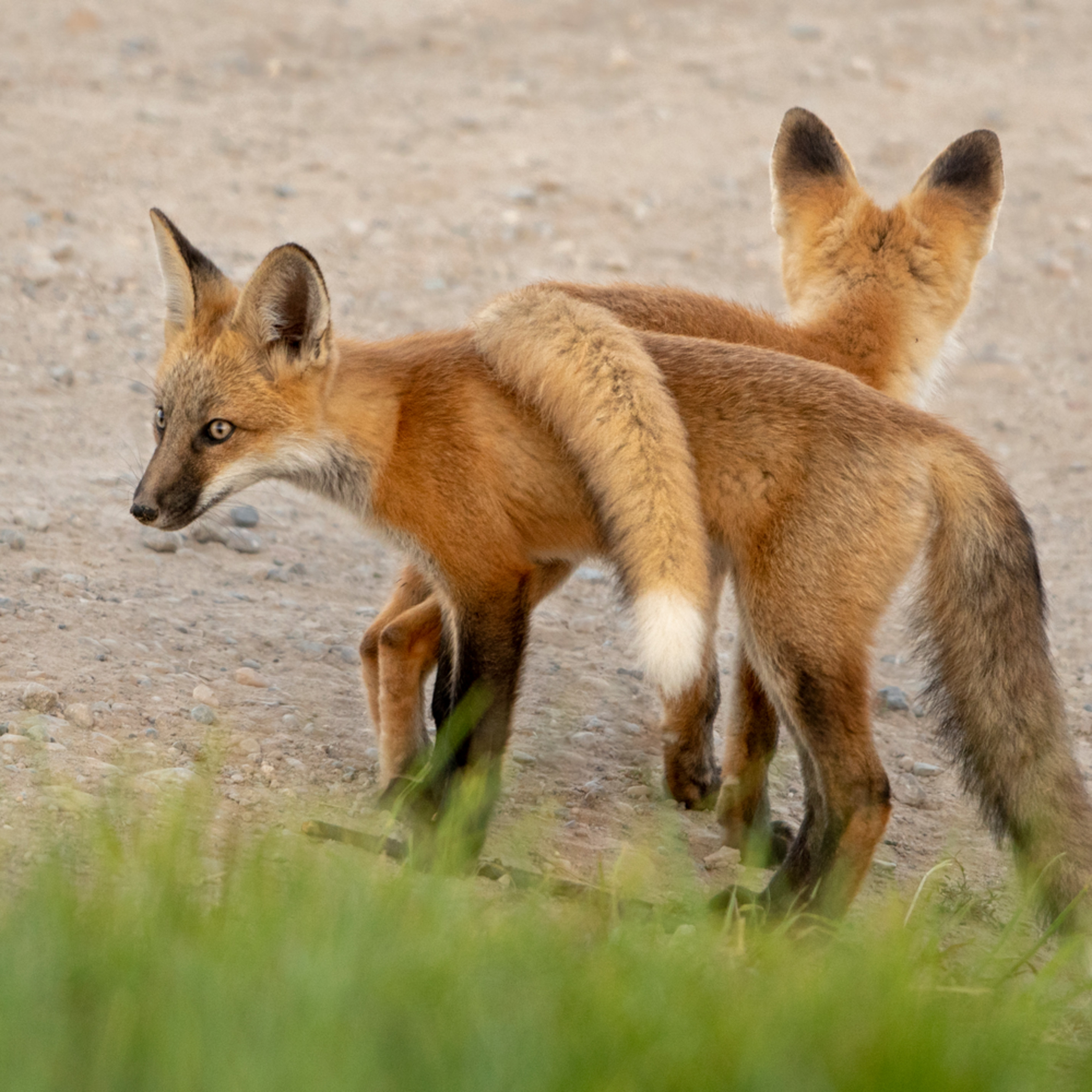 Fox Kit Tail Flop 2006 Art Last Chance Gallery