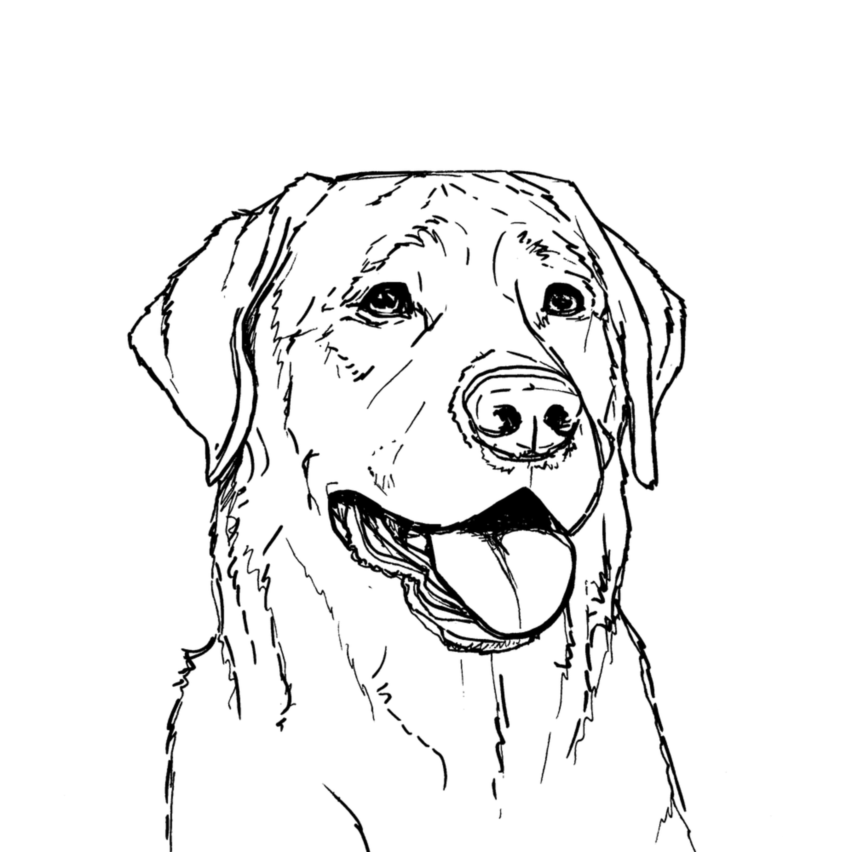 Black Lab Line Drawing Art Van Isle Dog Art