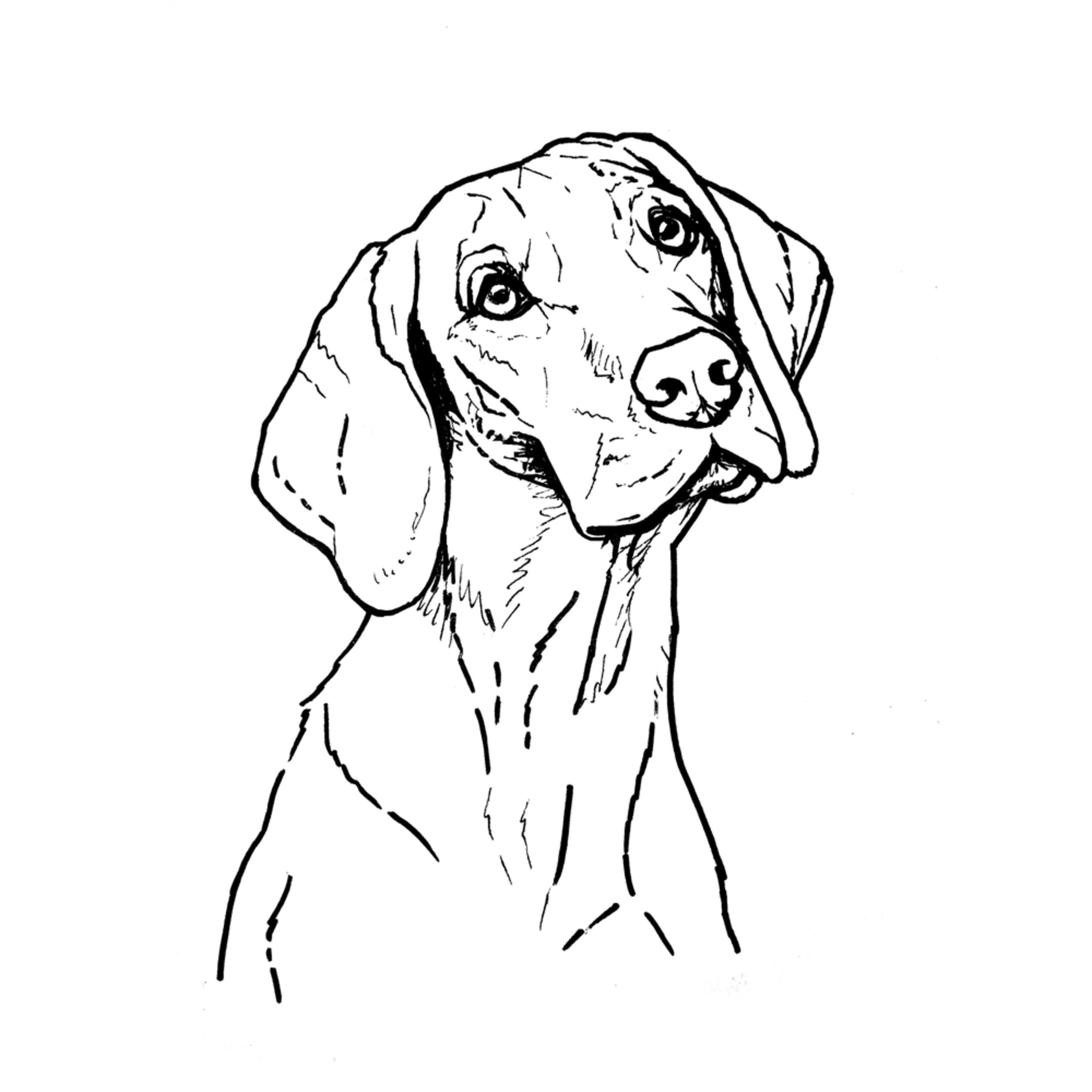 vizsla artwork
