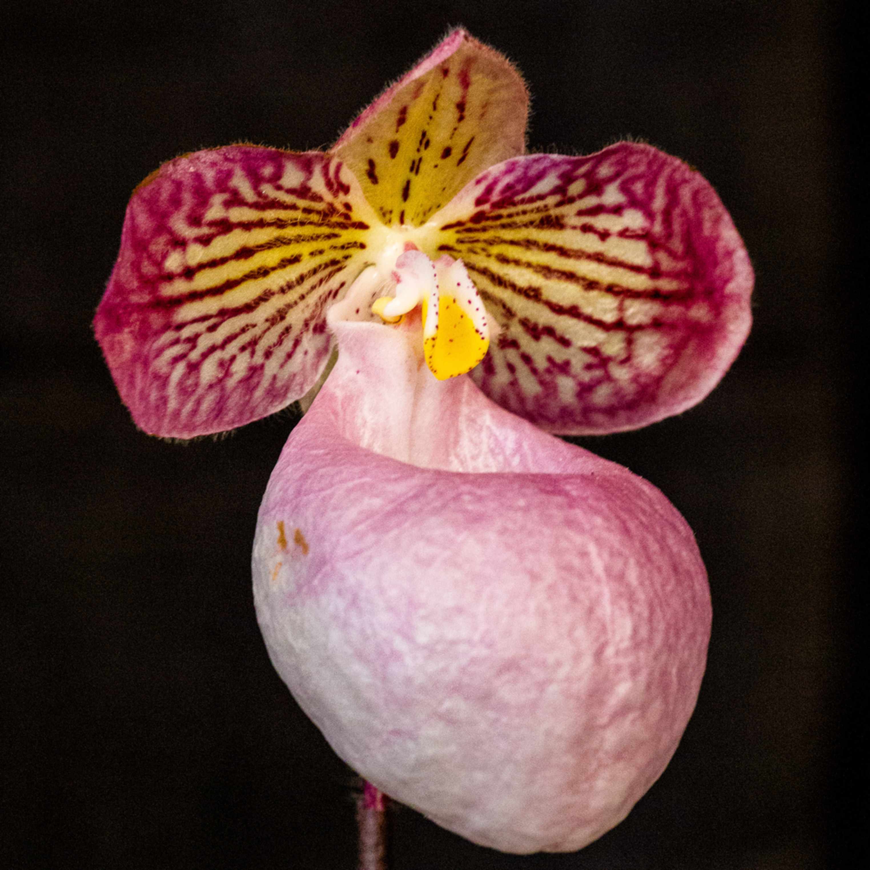 Slipper Orchid Pink Fine Art Photograph
