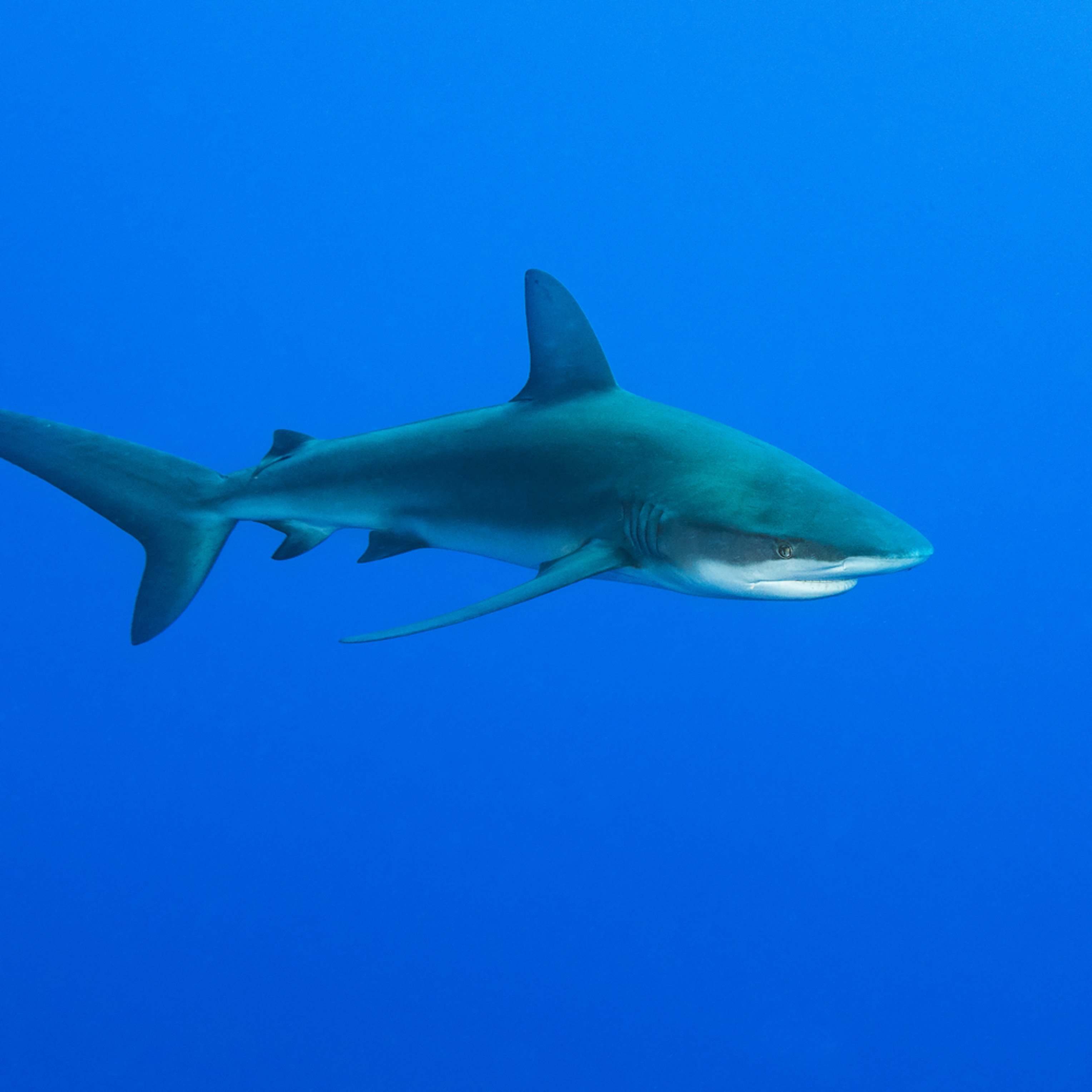 Galapagos Shark Cruising