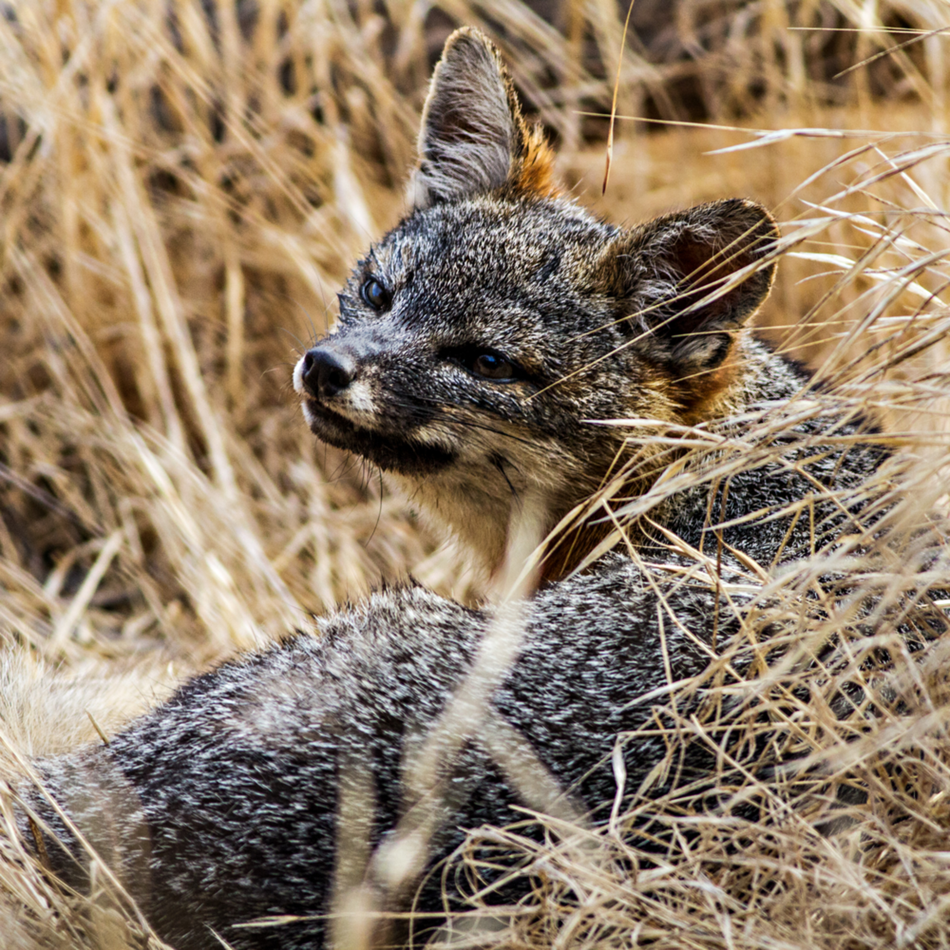 Santa Cruz Island Fox In Grass Photograph for Sale as Fine Art