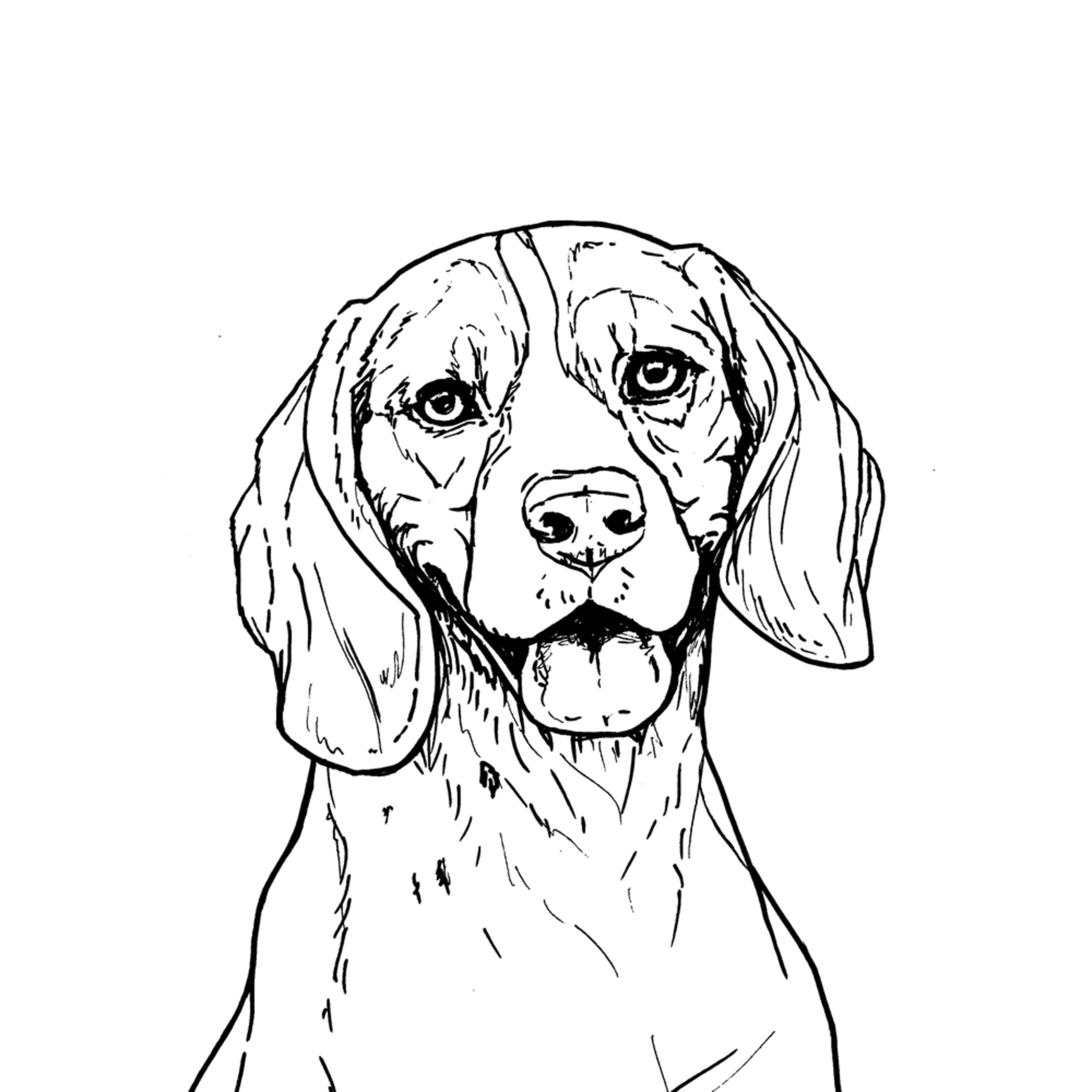 Beagle Line Drawing Art Van Isle Dog Art Draw an oval for the beagle's head. beagle line drawing art van isle dog art
