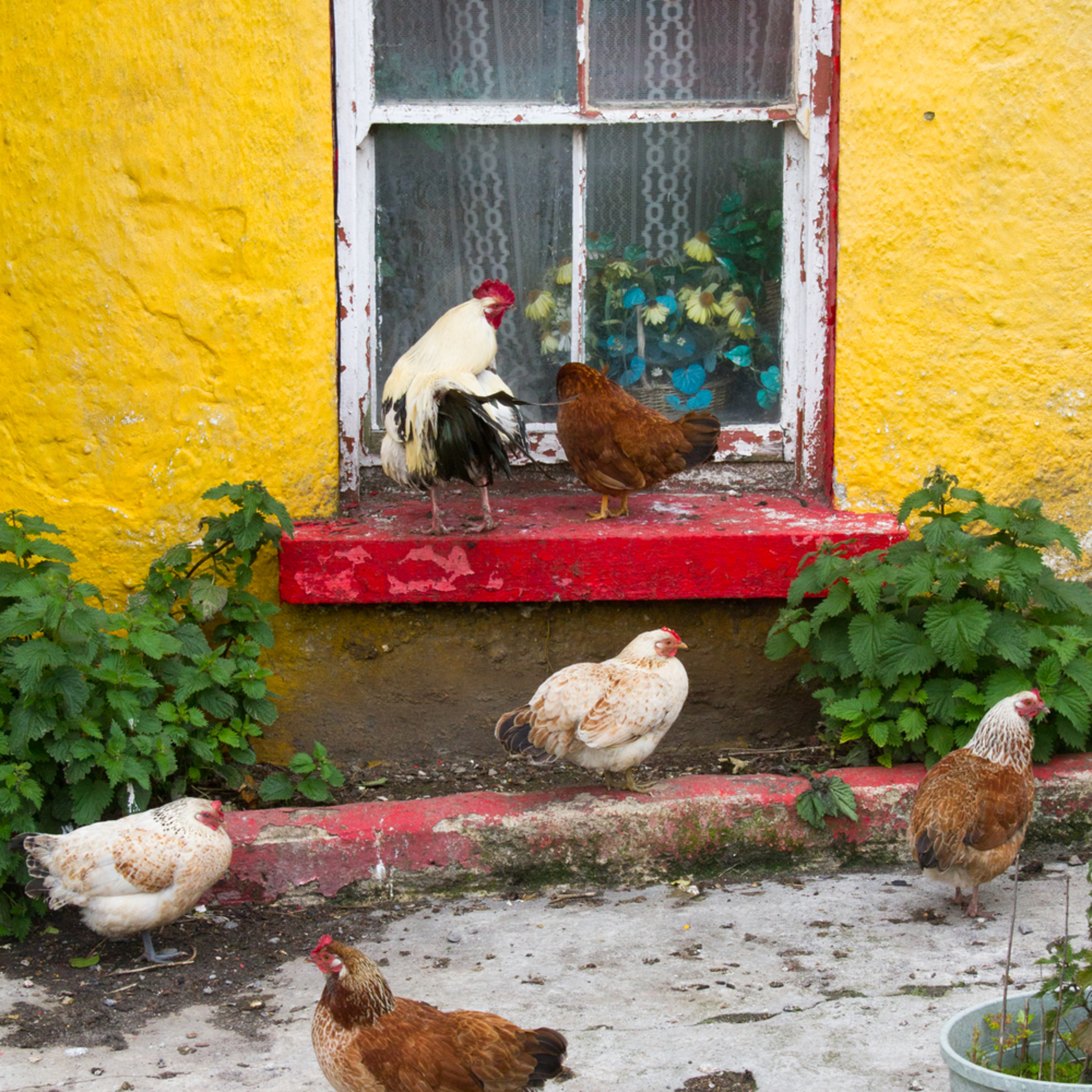 Little eichmanns picture