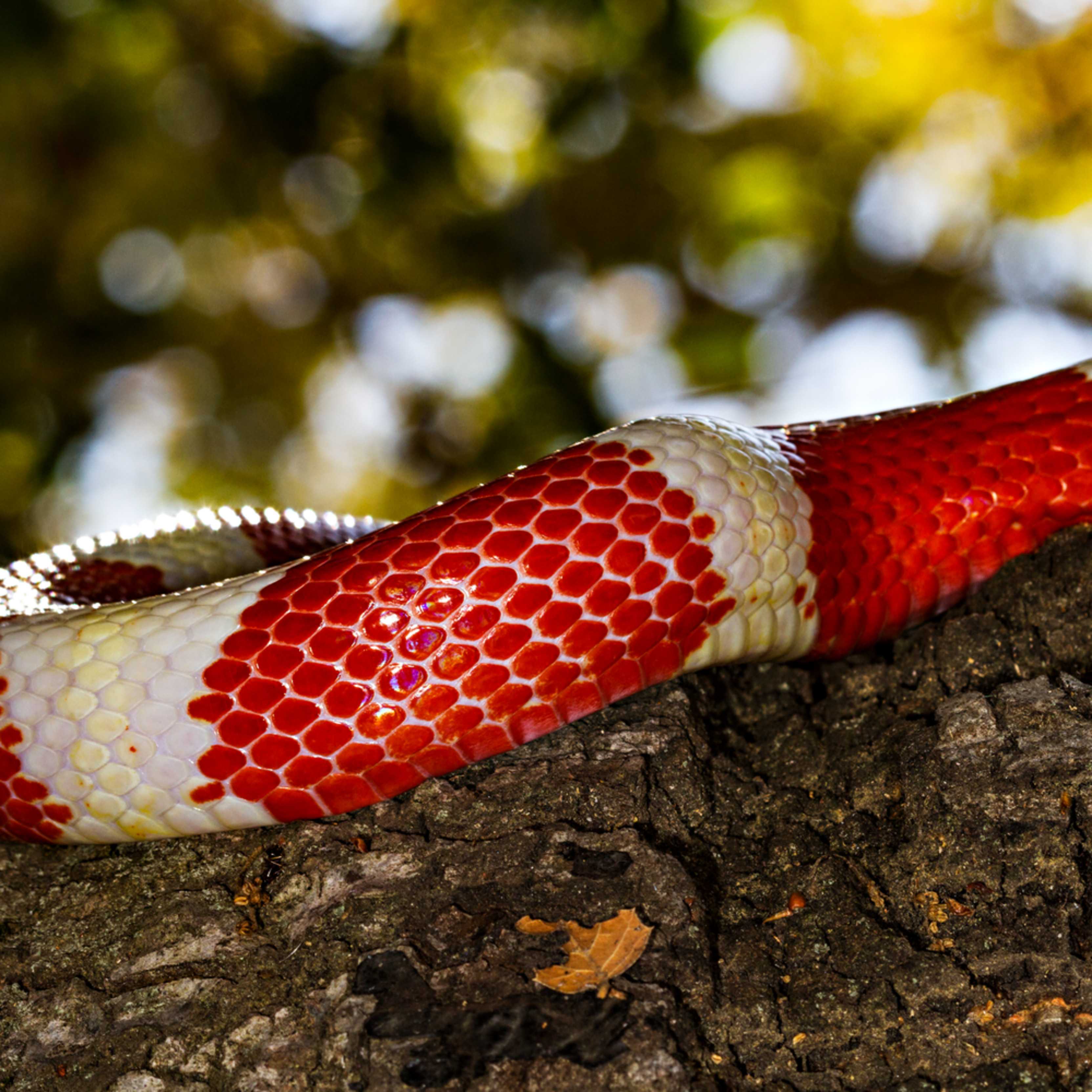 White Milk Snake Photograph For Sale As Fine Art