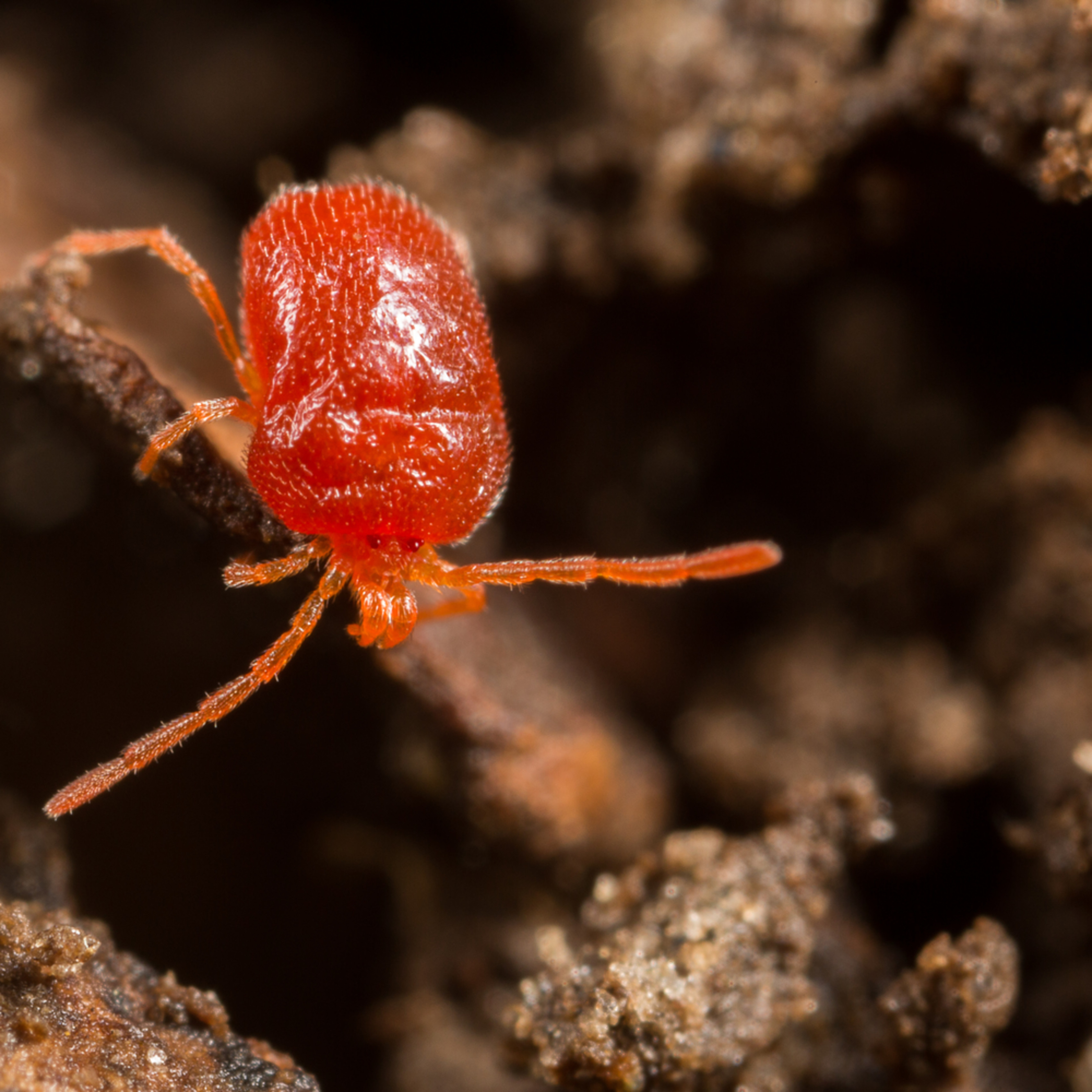 Red velvet mite