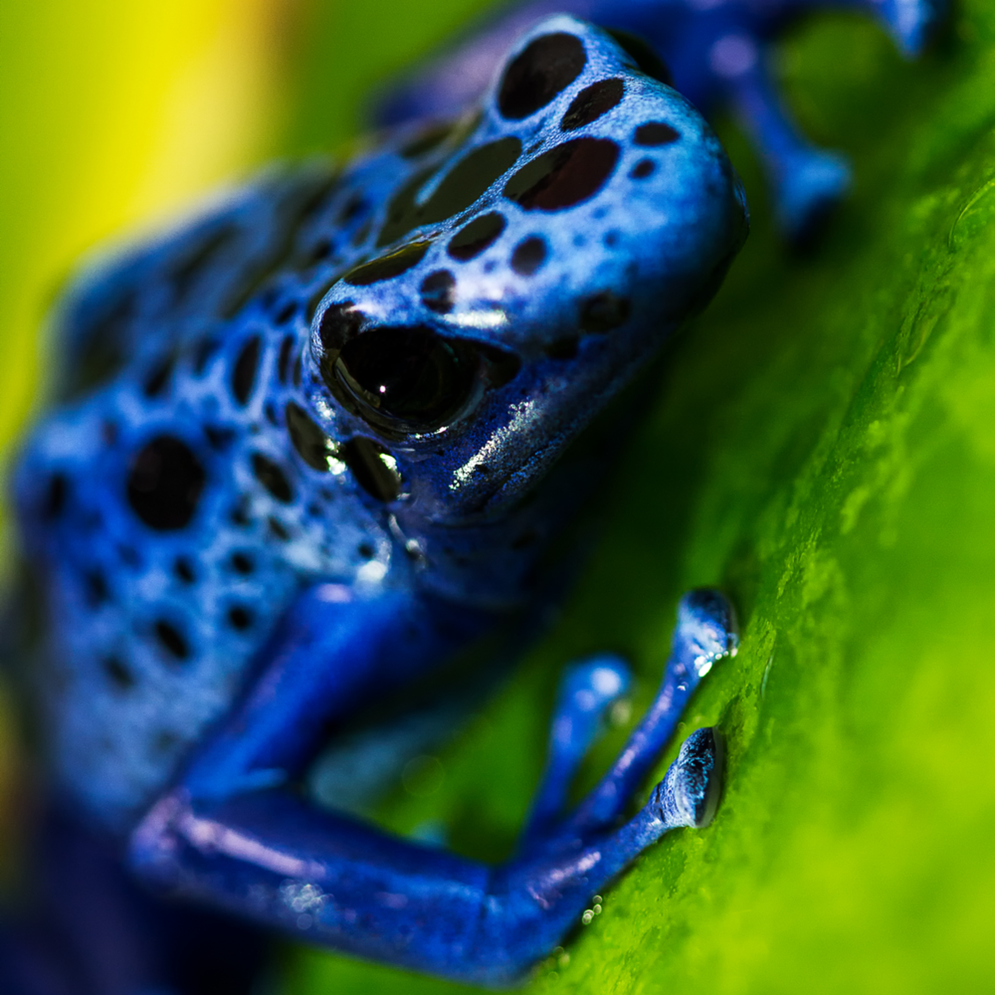 Blue Poison Dart Frog Portrait Photograph For Sale As Fine Art Our shopping cart cannot calculate s&h fees properly when other products are added to a frog purchase. blue poison dart frog portrait photograph for sale as fine art