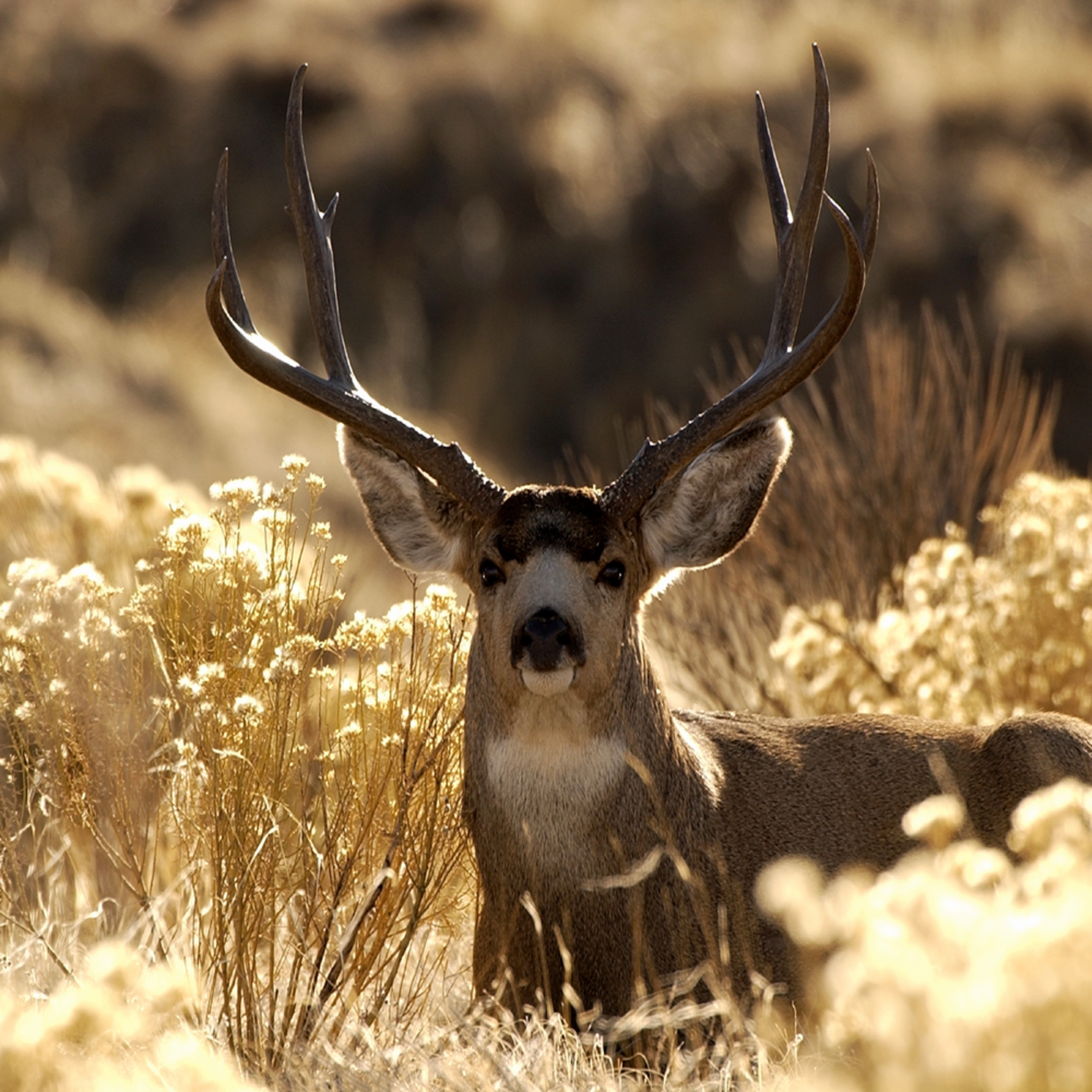 Collection 105+ Background Images Antelope Island Mule Deer Pictures ...