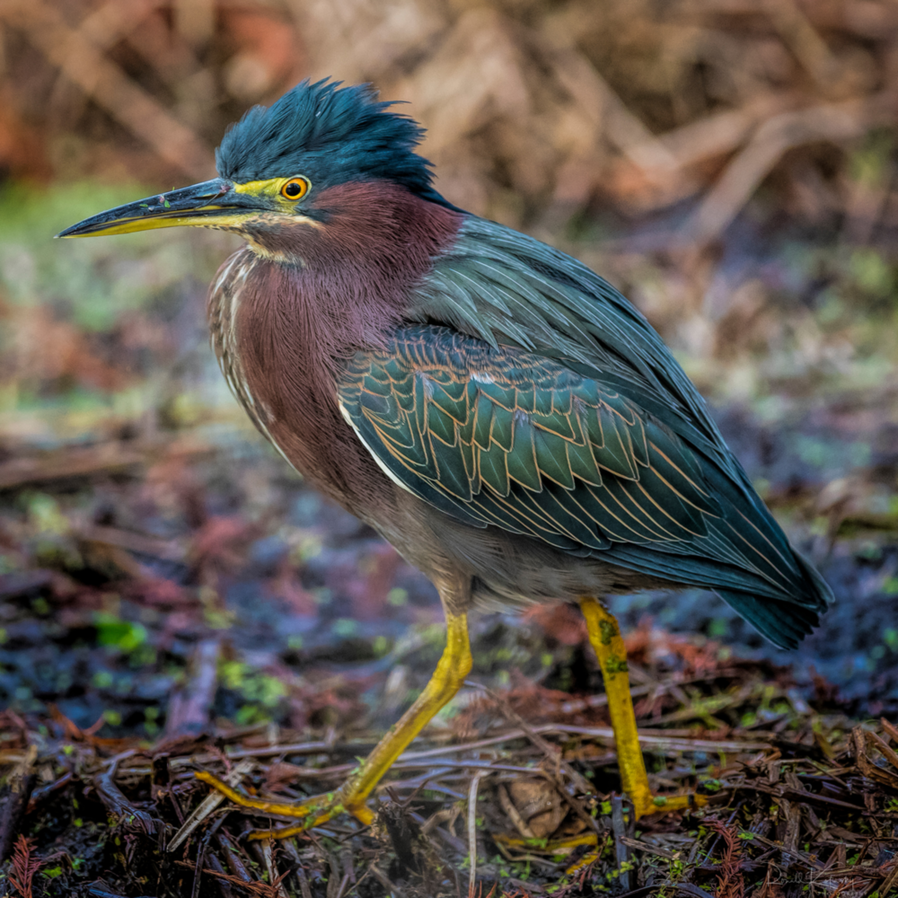 The Green Heron
