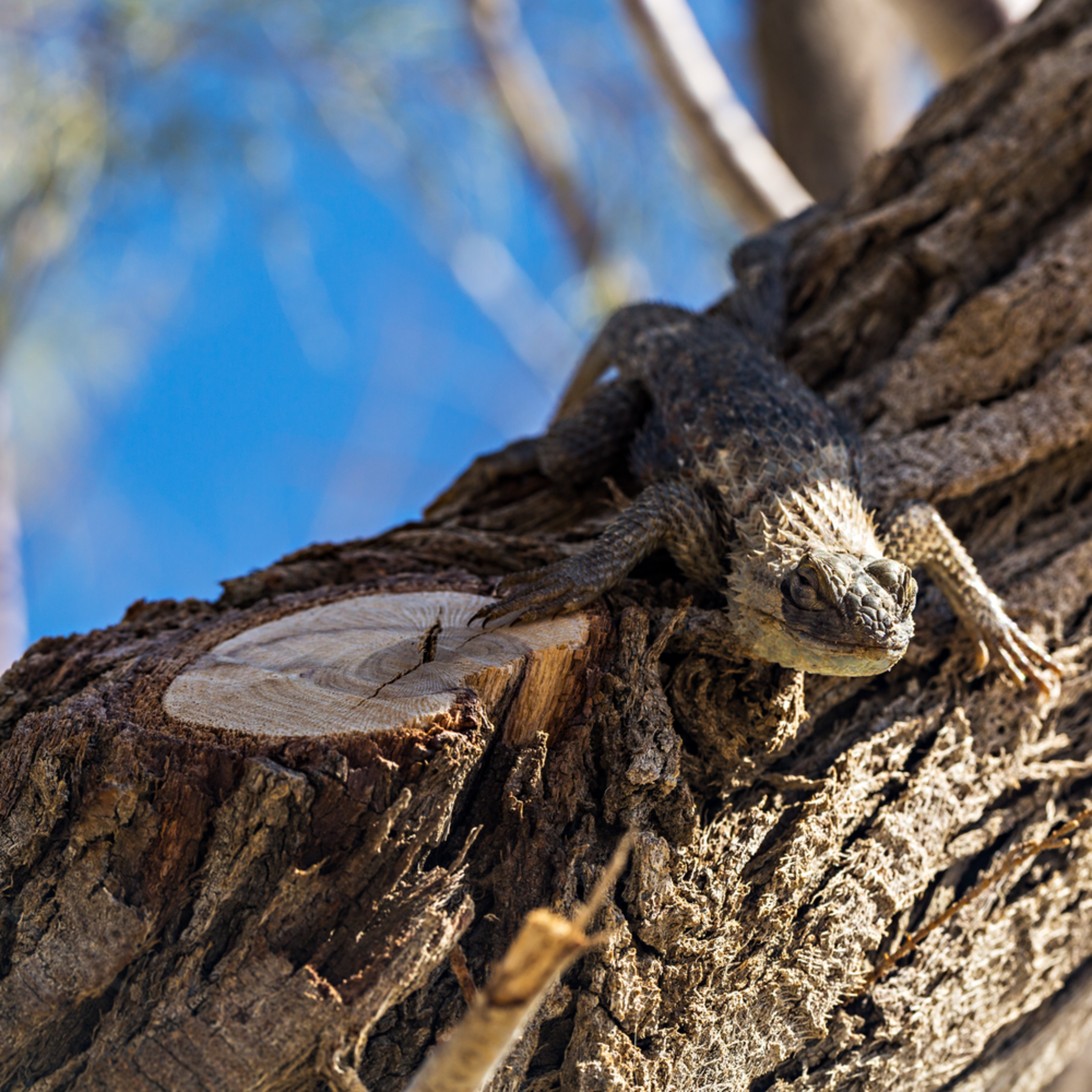 Desert Spiny Lizard At Salton Sea Photograph For Sale As Fine Art