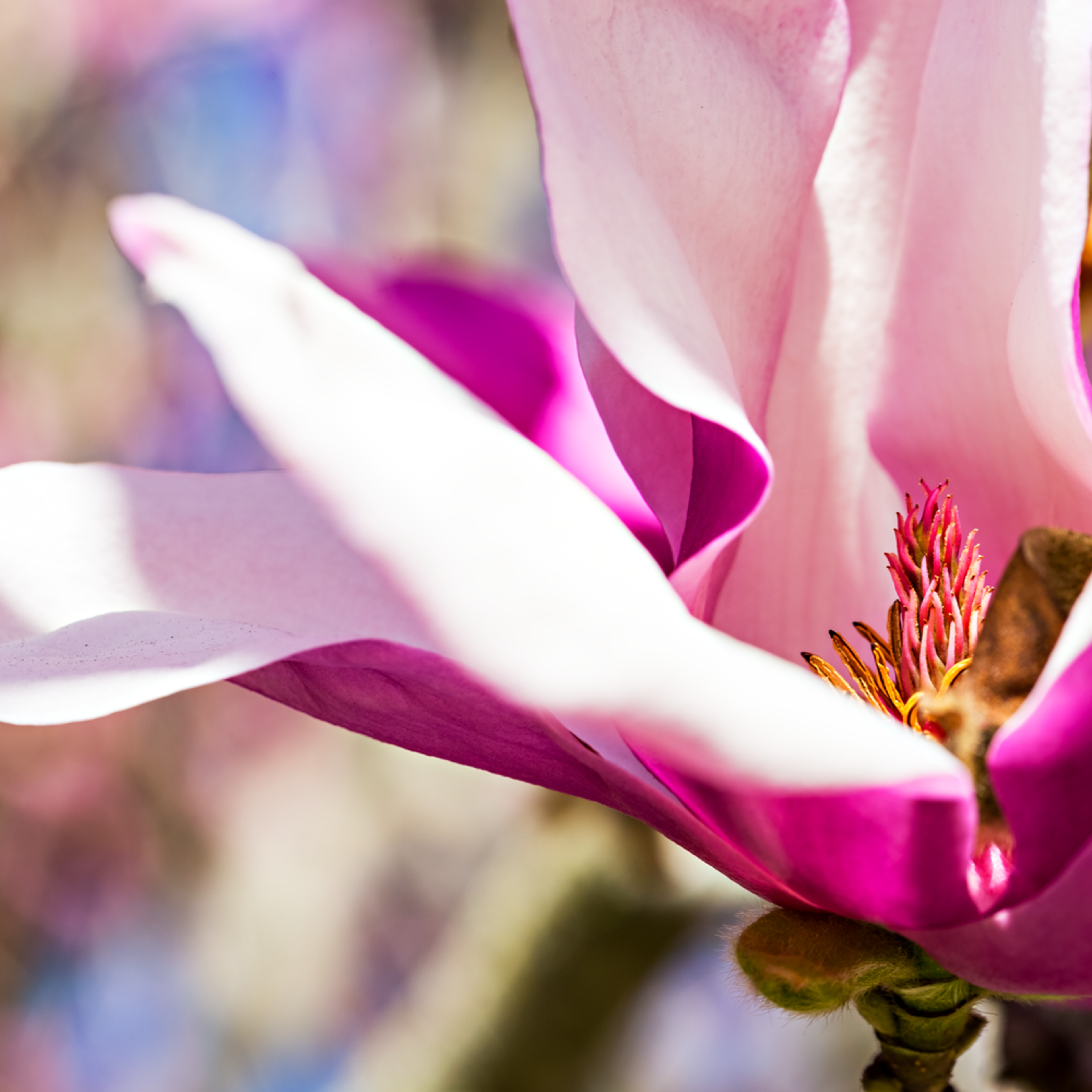 Macro View Inside A Saucer Magnolia Flower Photograph For Sale As Fine Art The saucer magnolia is a hybrid and the parents crossed are magnolia denudata (yulan magnolia) and magnolia lillaflora (mulan magnolia). macro view inside a saucer magnolia flower photograph for sale as fine art