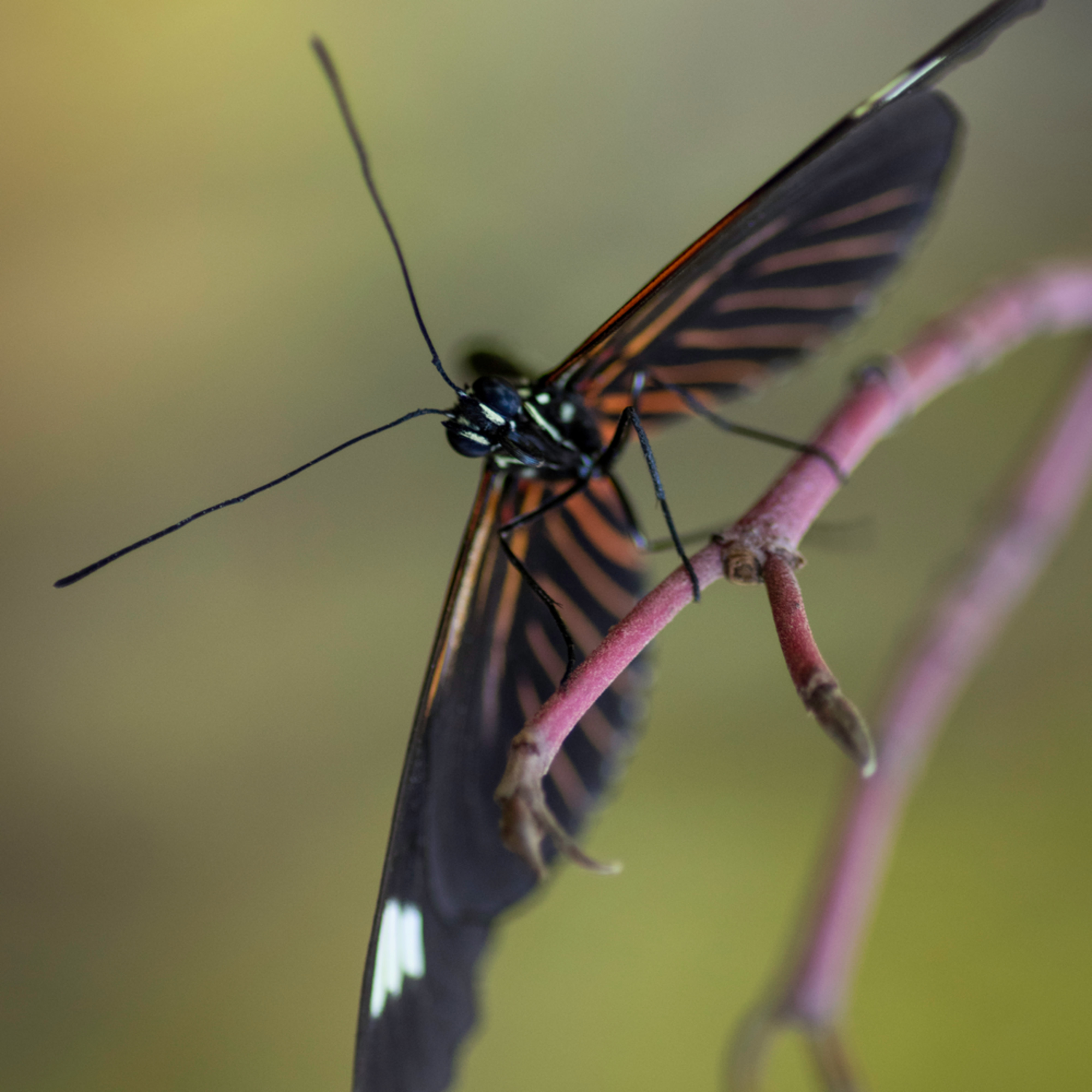 Black Butterfly With White Spots Art Kathleen Messmer Photography