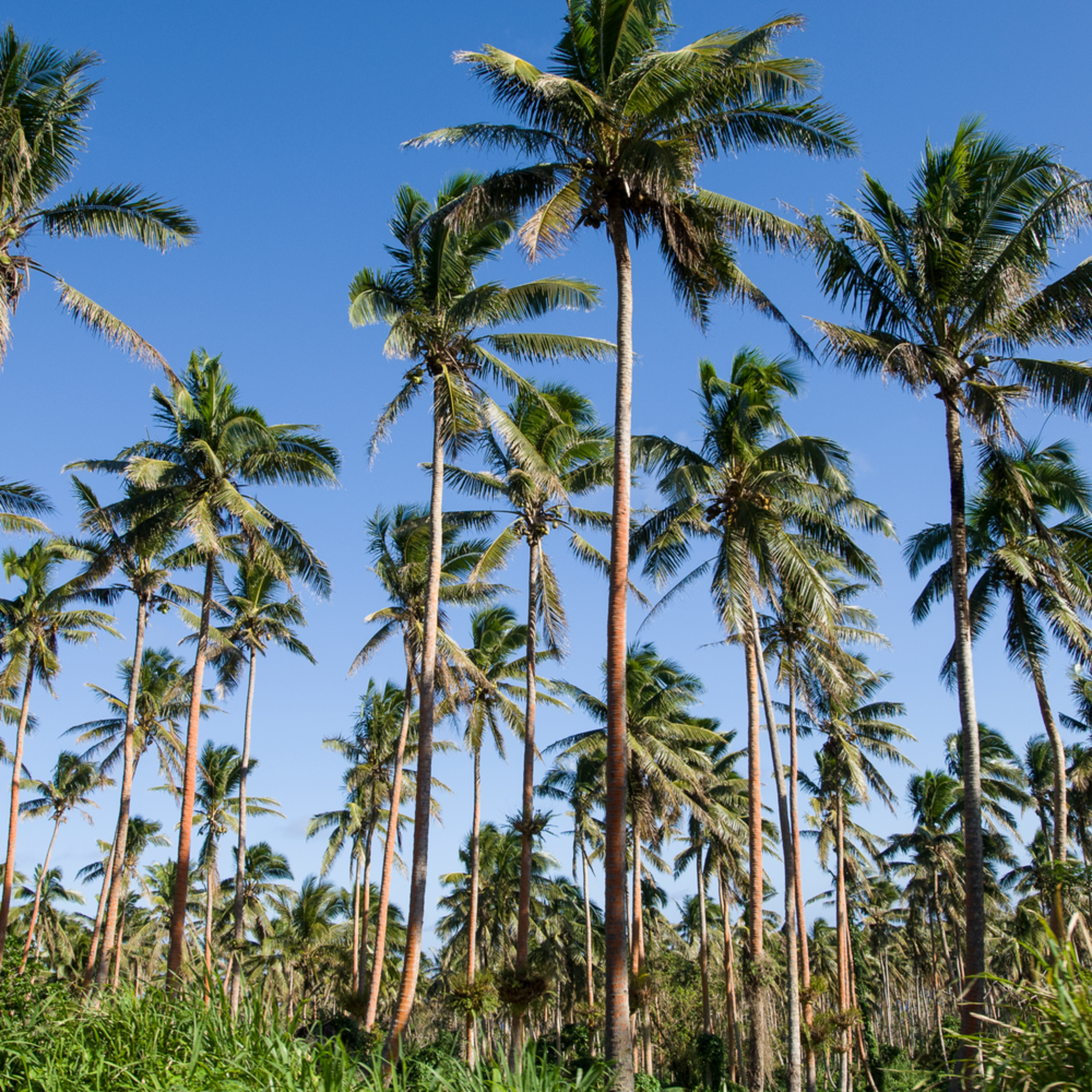 Taveuni, Fiji; coconut palm trees grow in groves on the southern end of the island, the coconuts