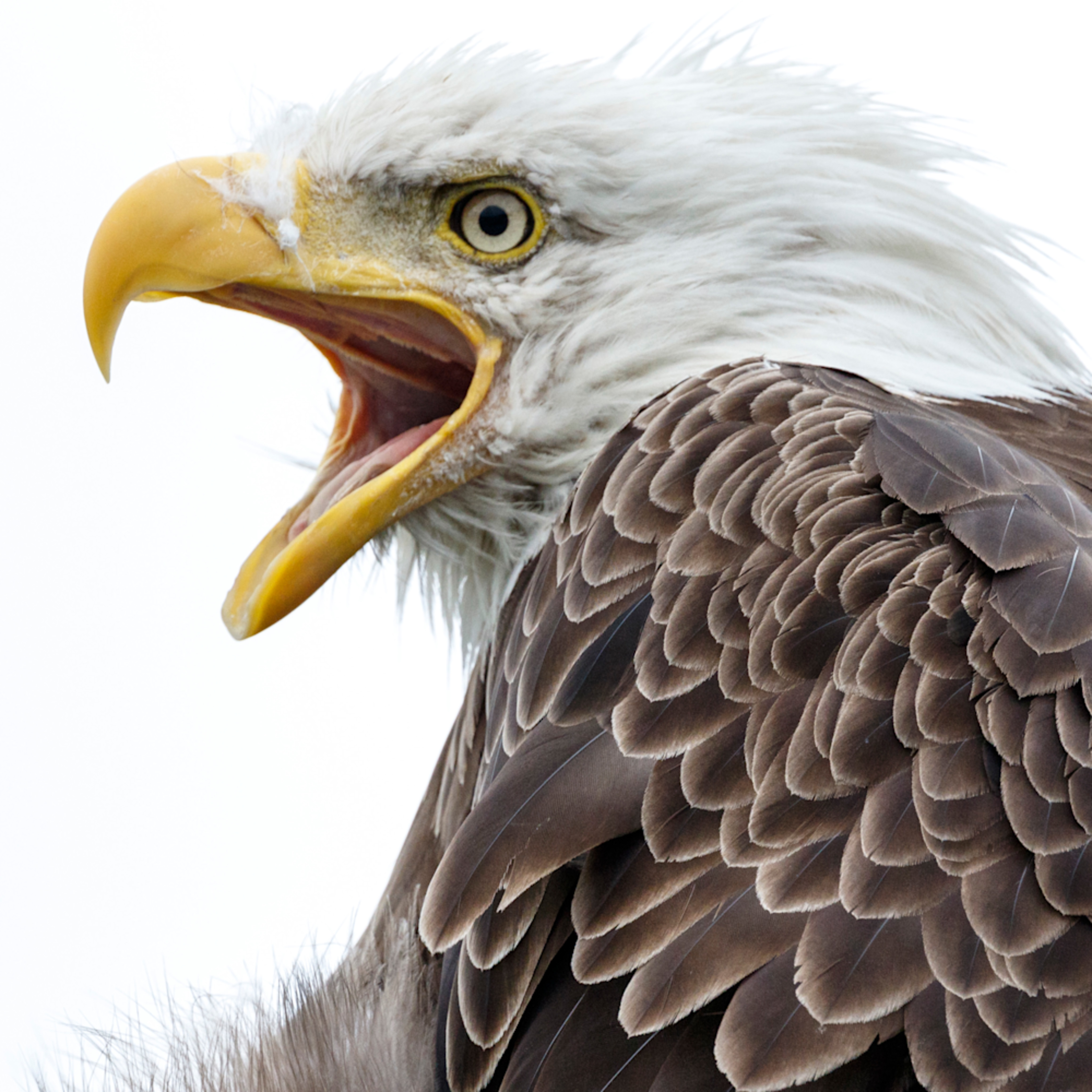 Top 99+ Wallpaper Bald Eagle Screech Sound Effect Superb 10/2023