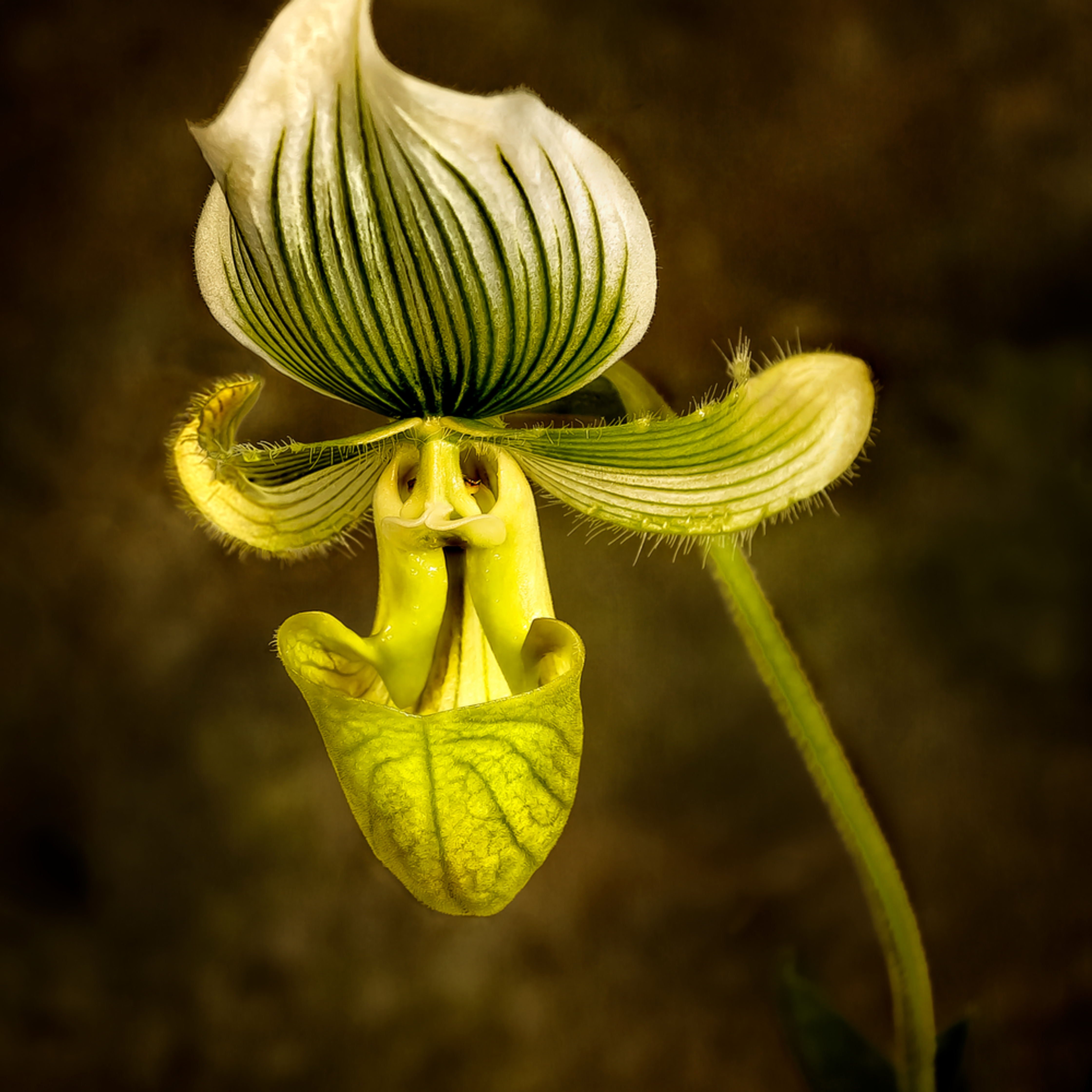 Green Lady Slipper Orchid, d'Ellis 