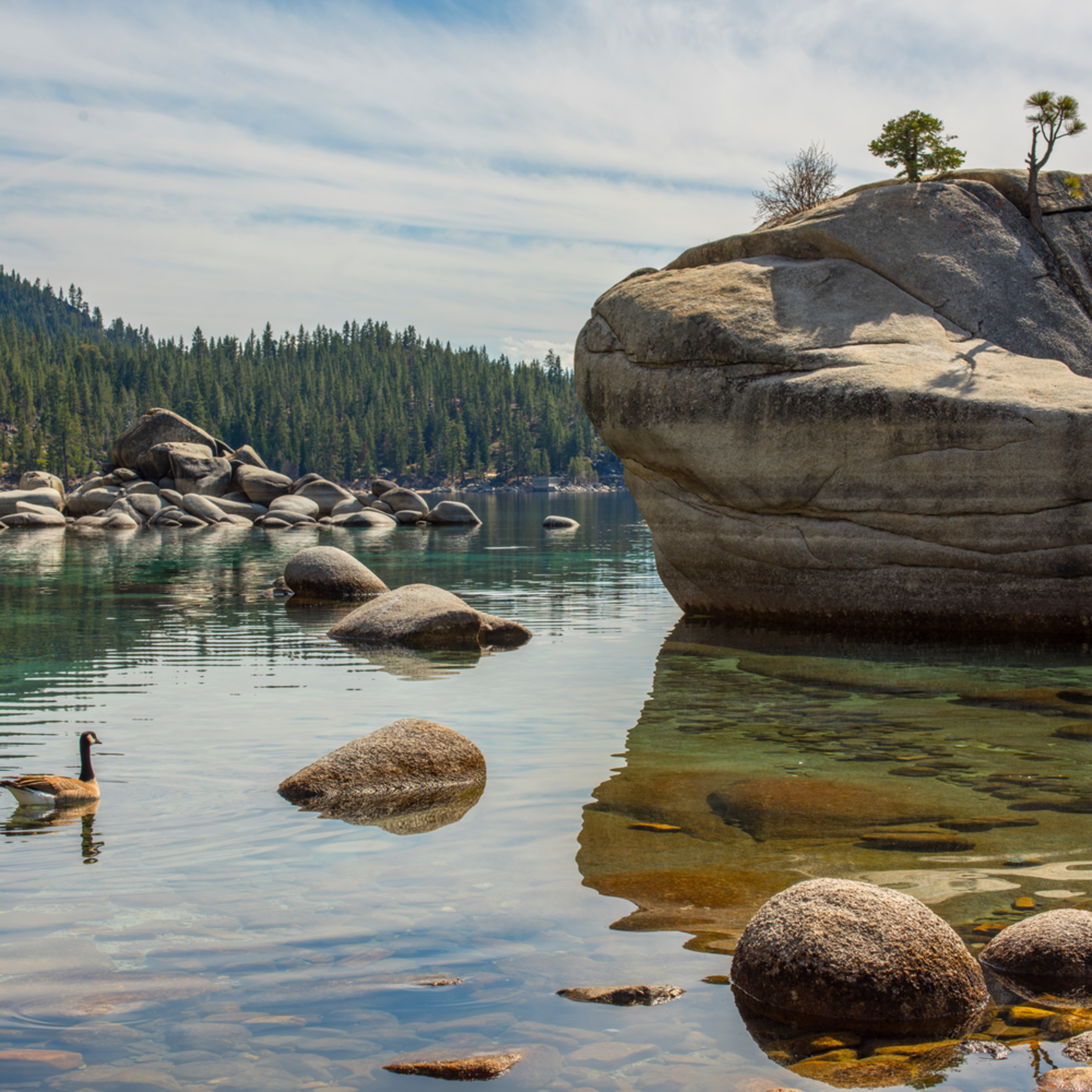 Bonsai Rock Lovebirds Lake Tahoe Photo Print