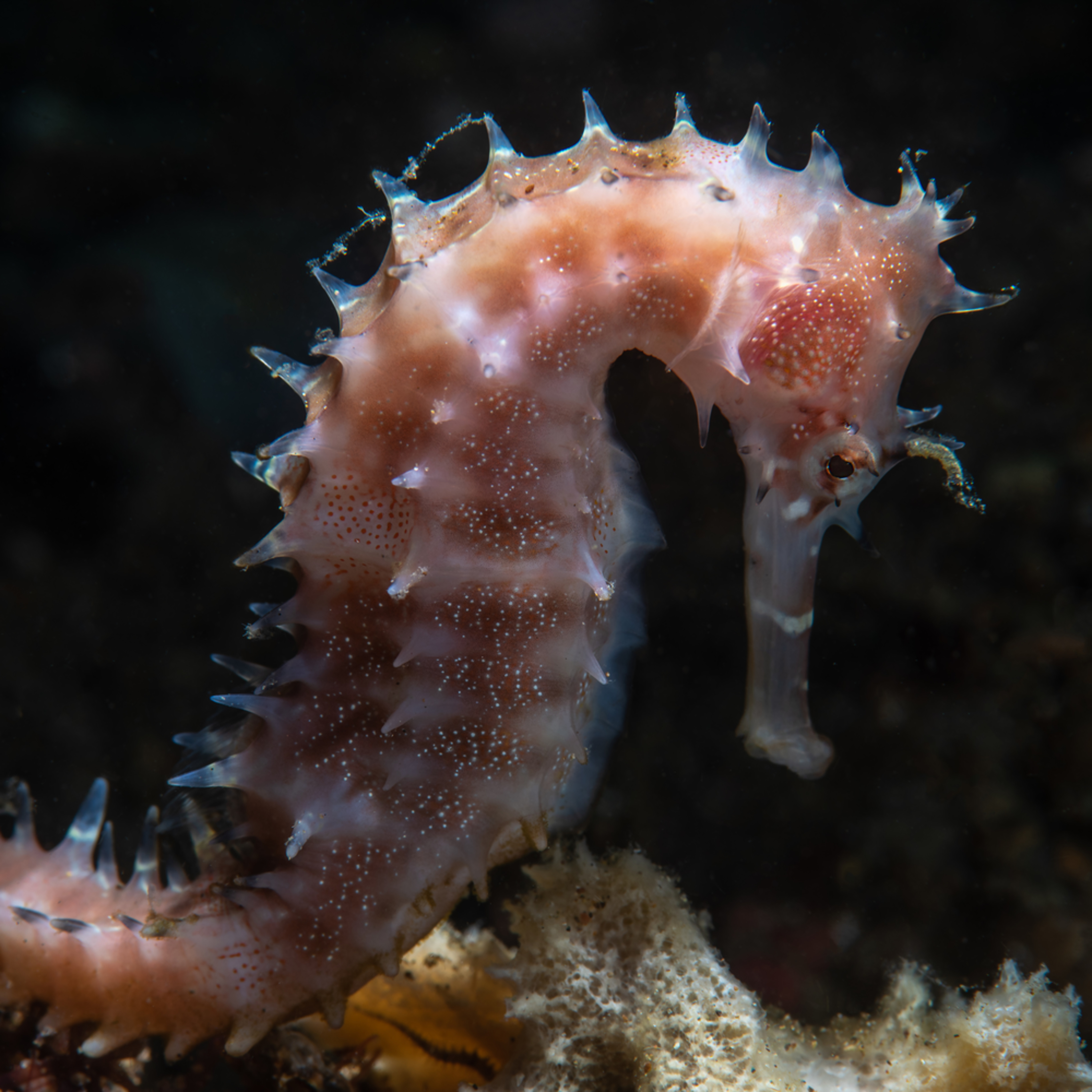 A white thorny seahorse gracefully glides on the sea bed and is ...