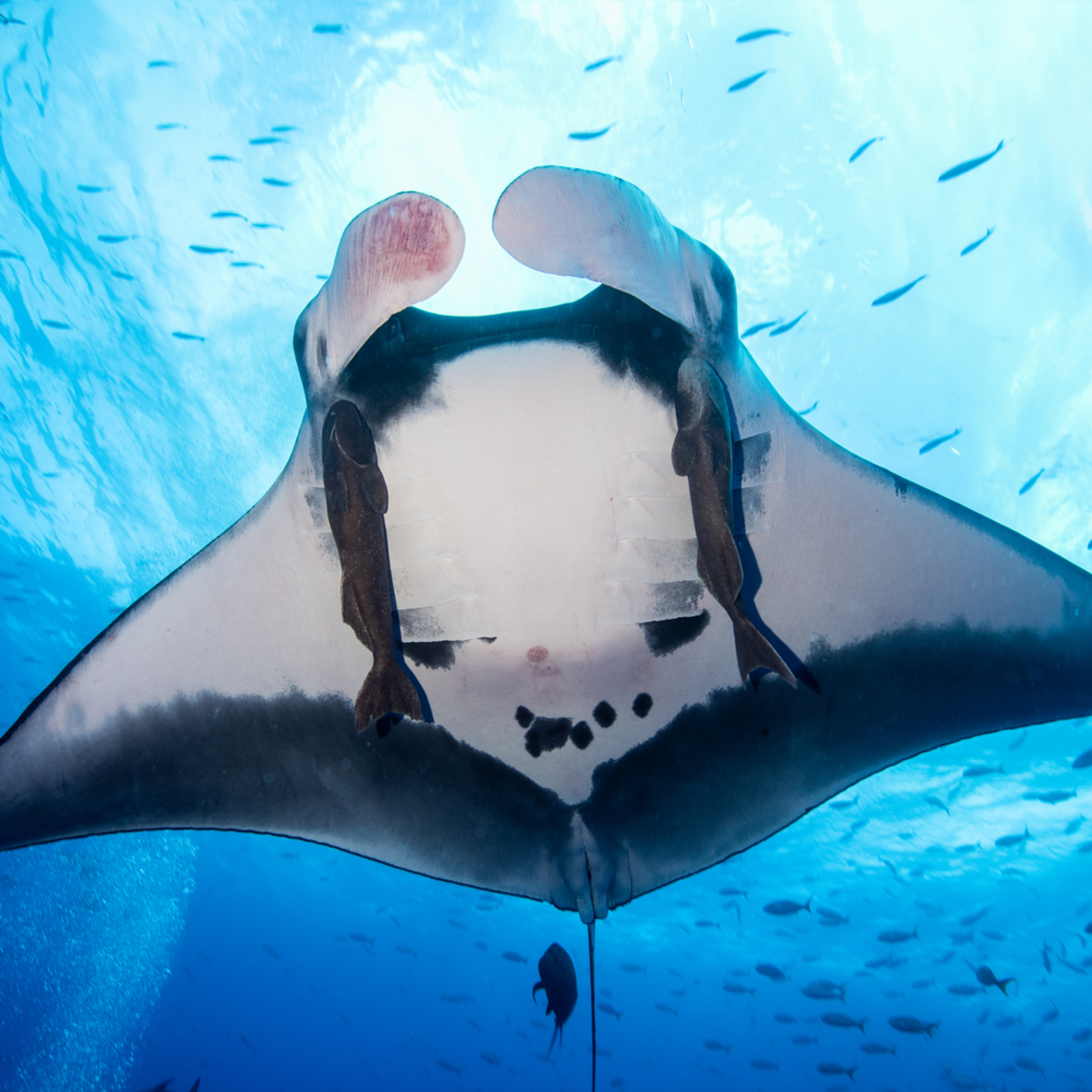 exterior structure of giant manta ray