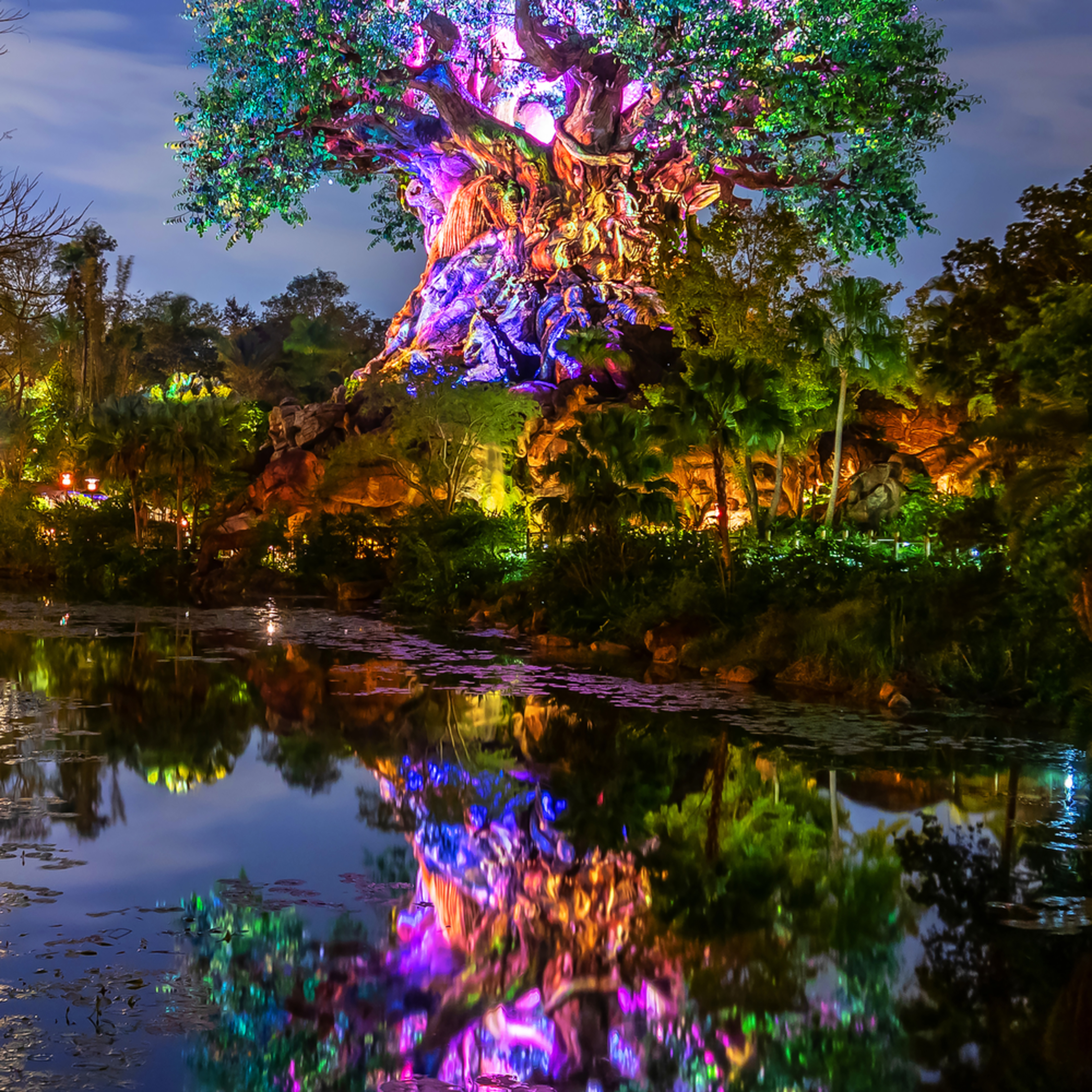 Tree of Life Reflections 2 - Disney World Images | William ...