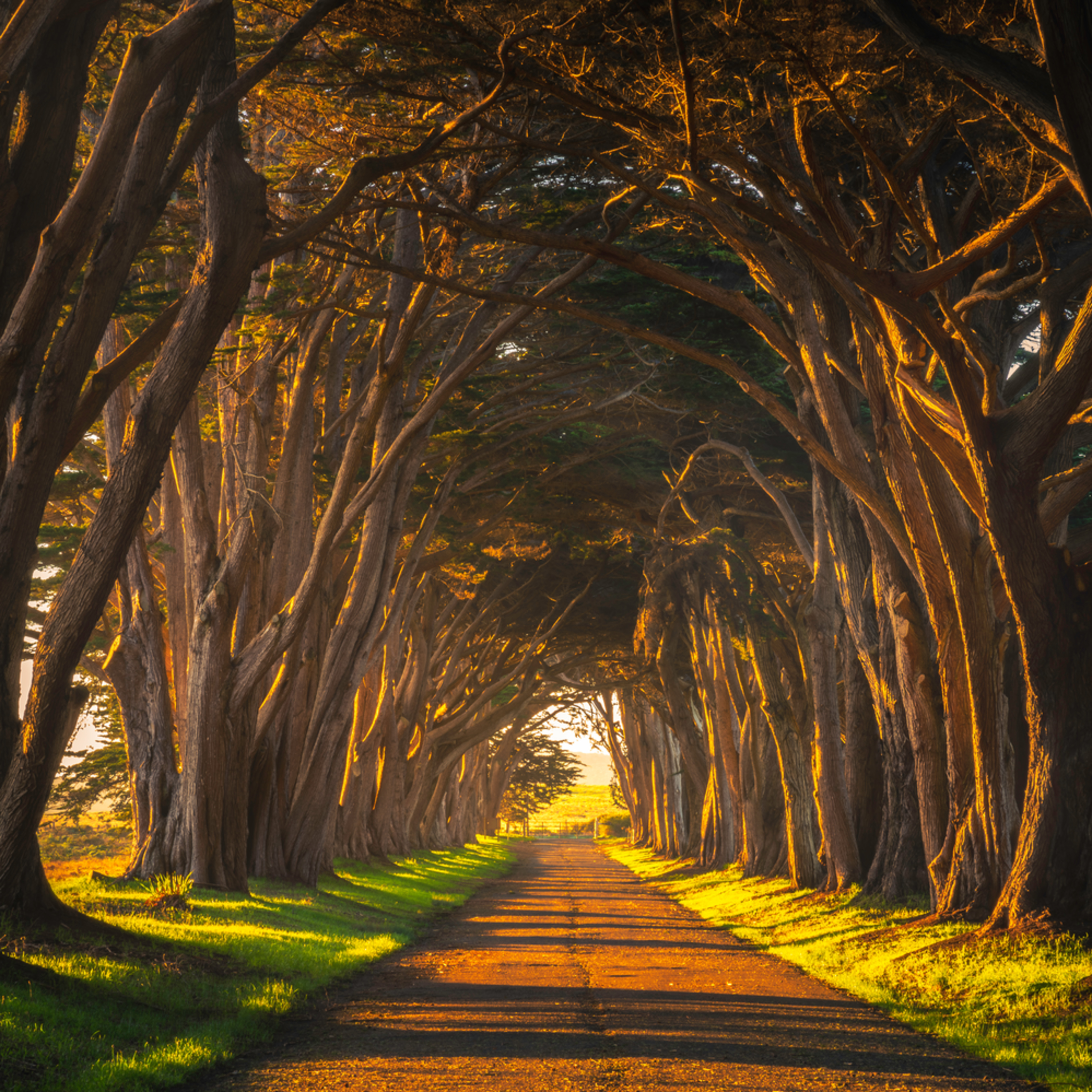 tunnel of trees