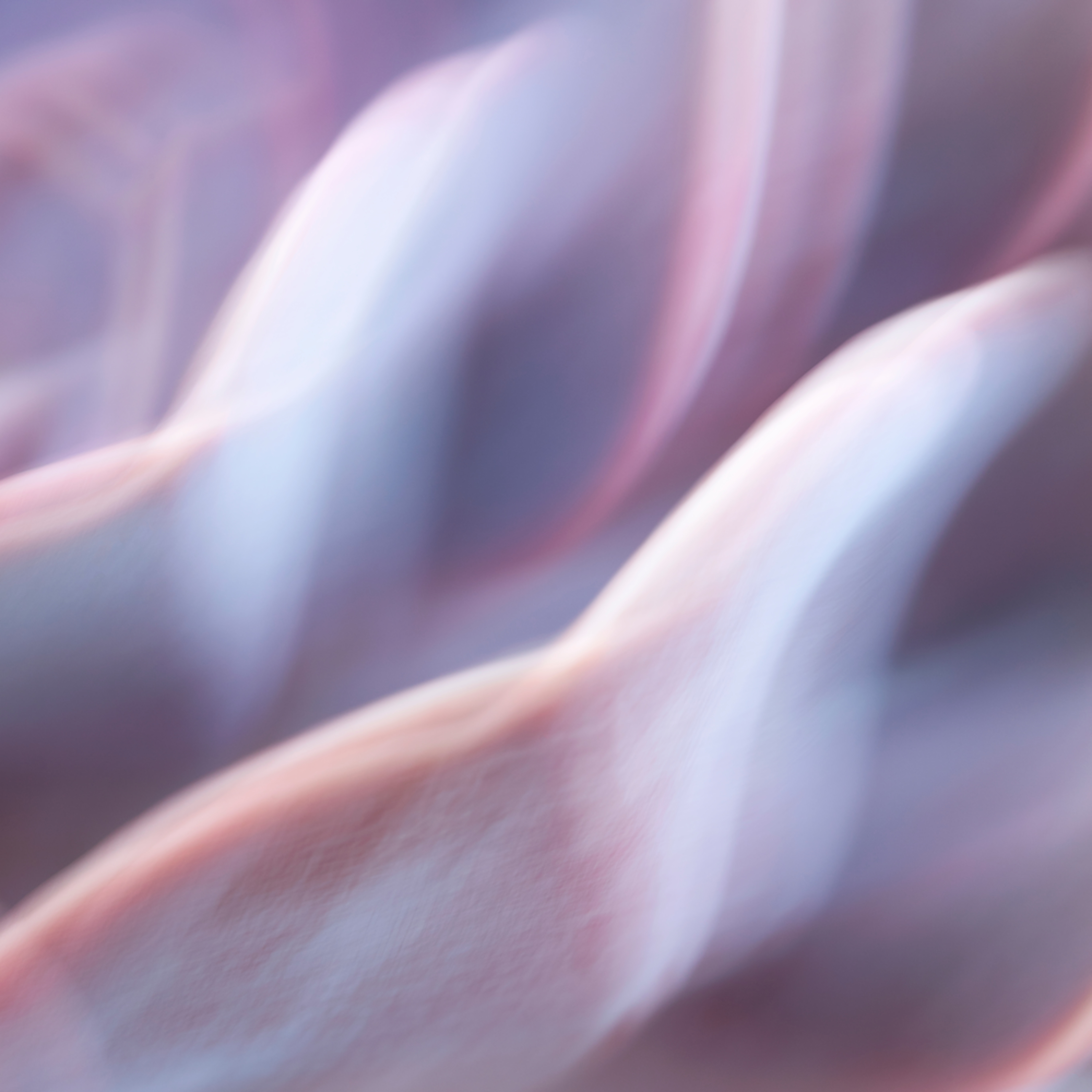 World Of Color 14 Vertical Abstract Purple Echeveria Plant