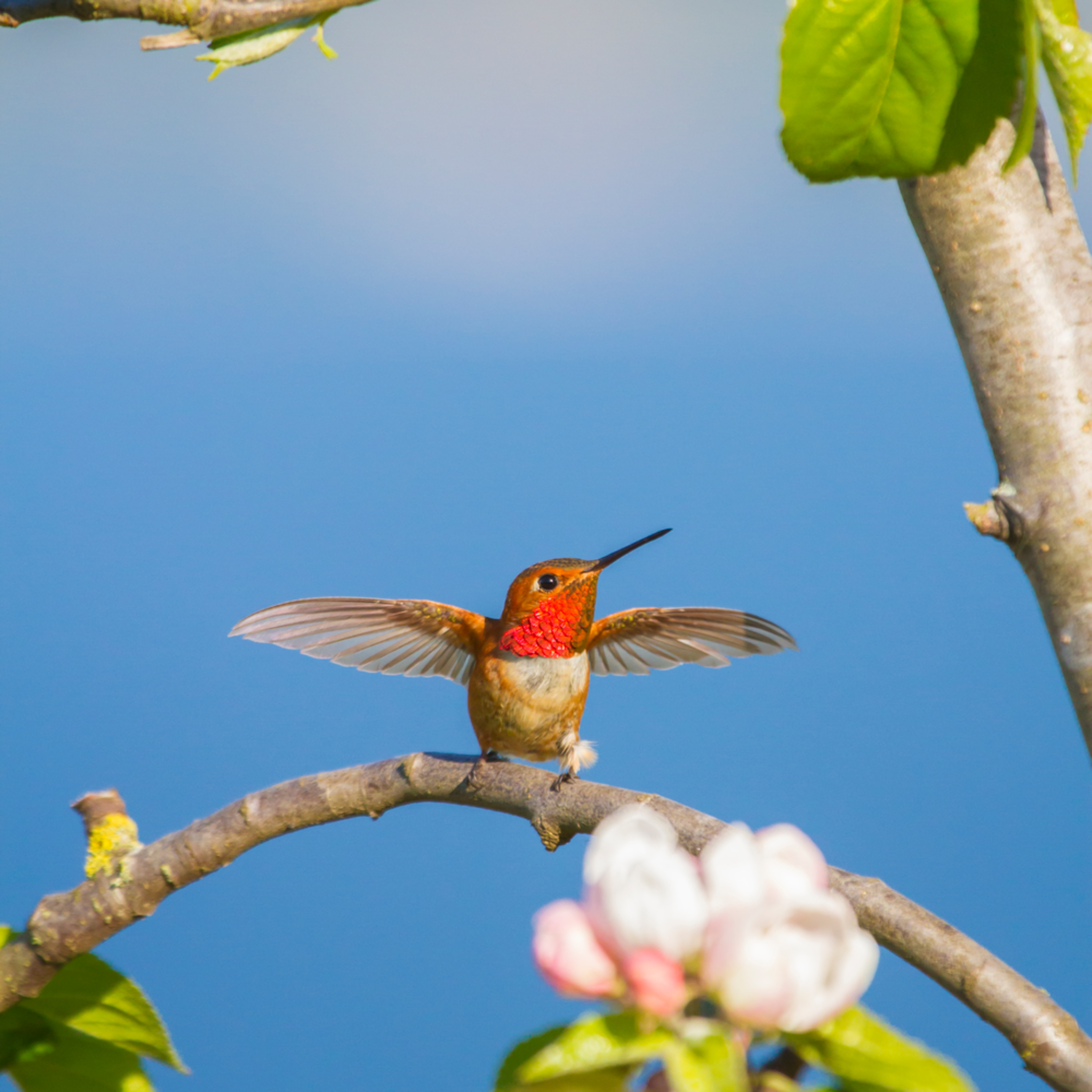 Wall Art Of Male Rufous Hummingbird Dancing On Tree Branch