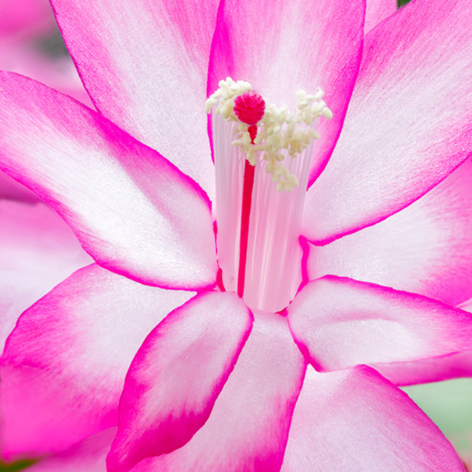 Christmas Cactus Flower Art Fine Art New Mexico