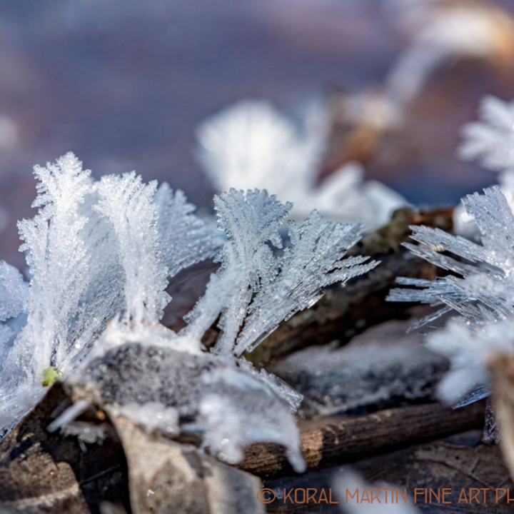 Ice Crystals Photograph 7421 Photograph 19 Macro Photography Koral Martin Fine Art Photography