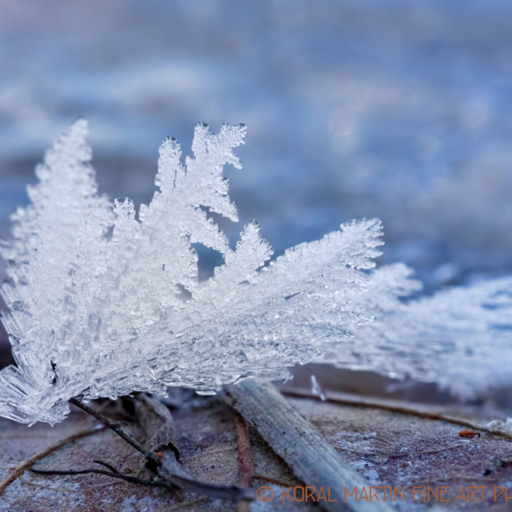 Ice Crystals Leaf 7444 C 19 Photograph Macro Photography Koral Martin Fine Art Photography