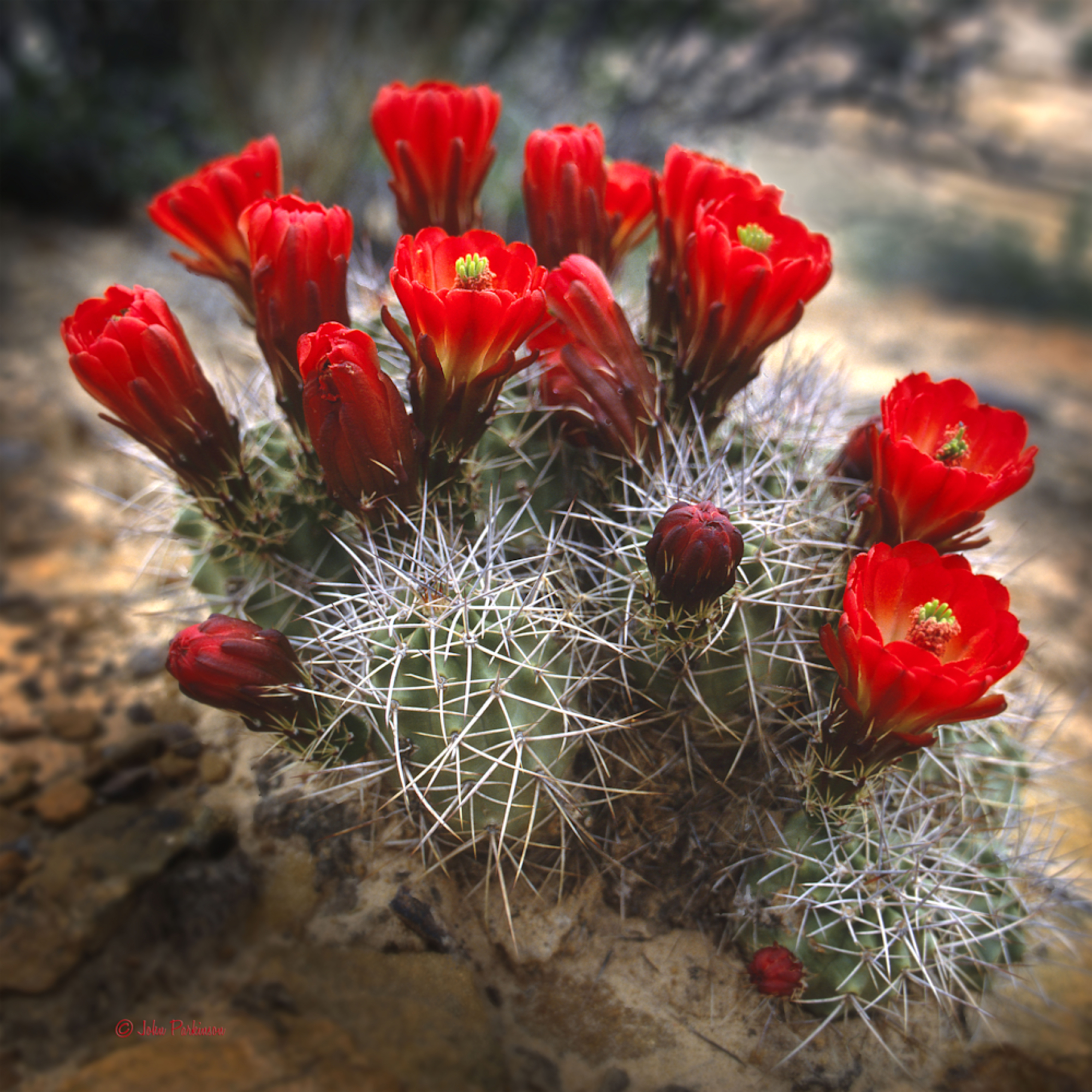 Claret Cup Cactus in blossom