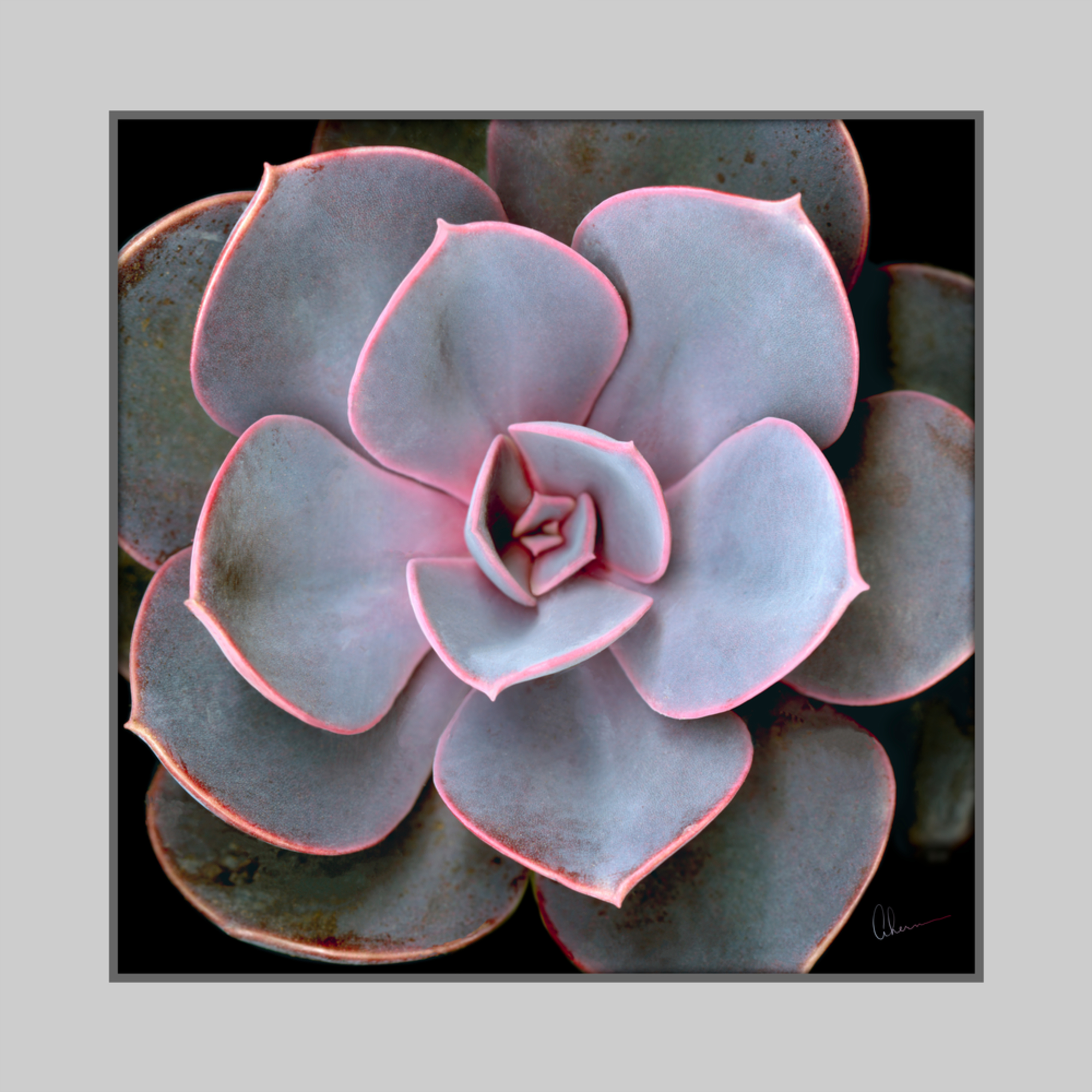 Echeveria Purple Pearl Squared Contemporary Ultra High Resolution Wall Art A Print Of An Original Artwork By Mary Ahern Artist