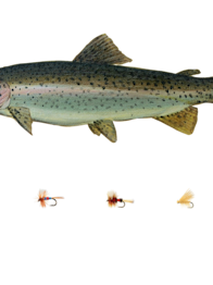 Rainbow trout 2 rtsxdr