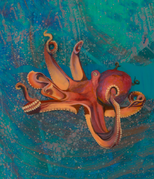 Octopus bajayo