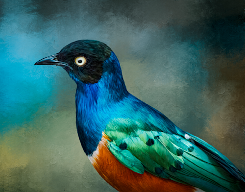 Superb starling puzzle zrbsbg
