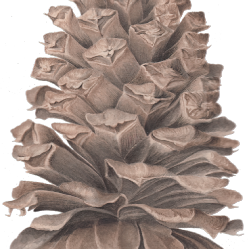 2021 07 05 long leaf pine cone ink wash transparent cropped rotated very compressed scale 2 00x gigapixel woybvn