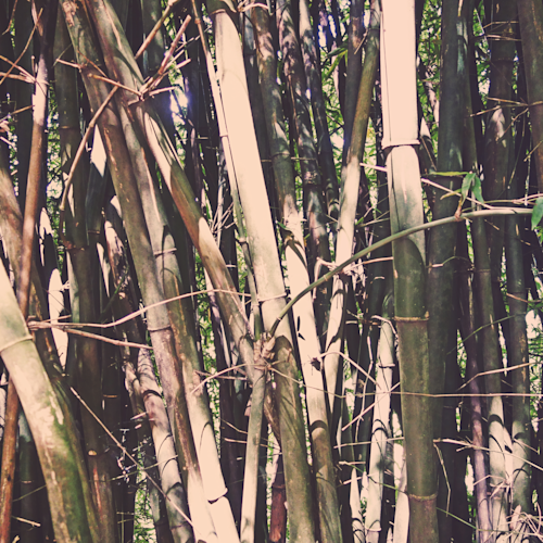 Bamboo fwpy6j