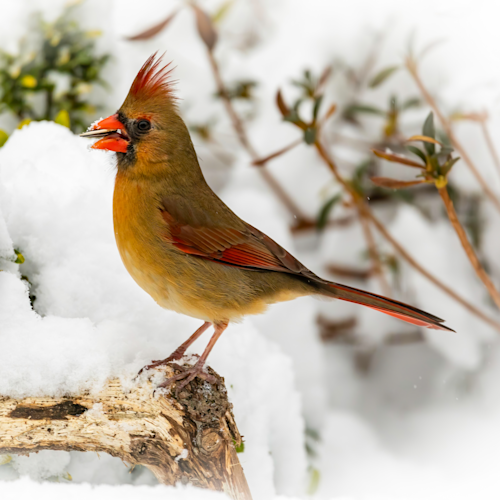 Female cardinal in snow with nut   square 1 of 1 okqdpv