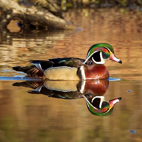 Male wood duck and its reflection 1 uuw26g